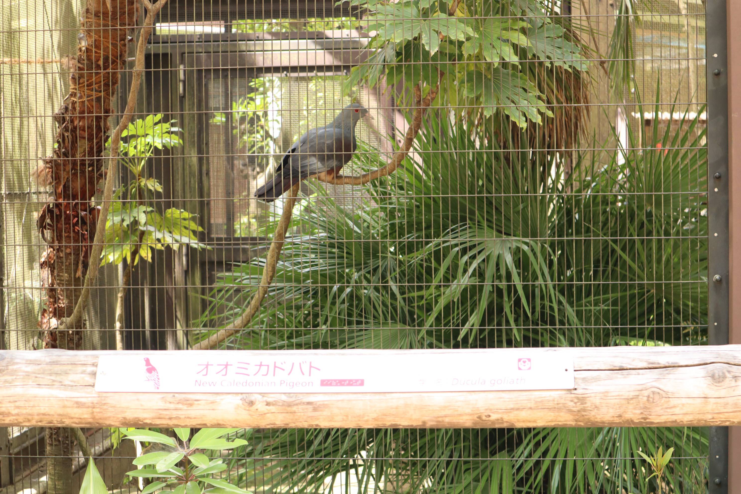 【飼育日誌】20210810：ノトゥの魅力 (12).jpg