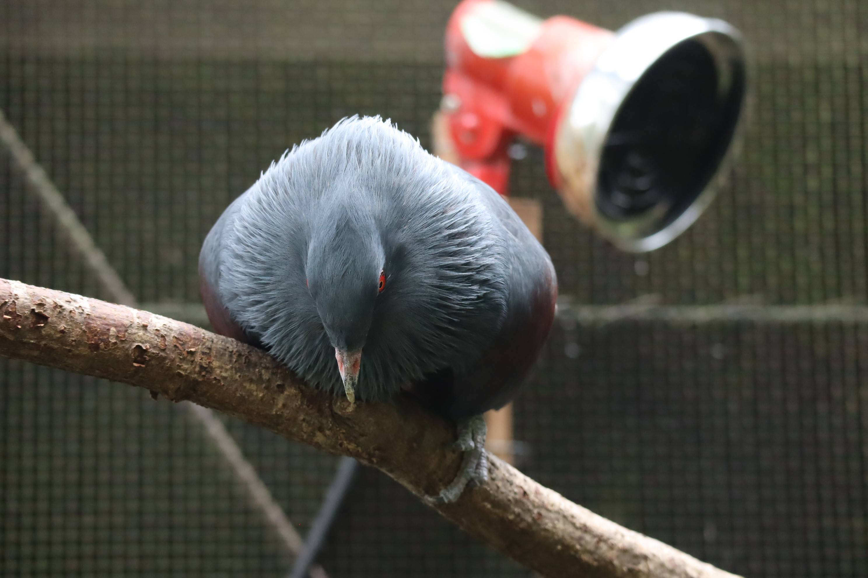 【飼育日誌】20210128:酉年 (3).jpg