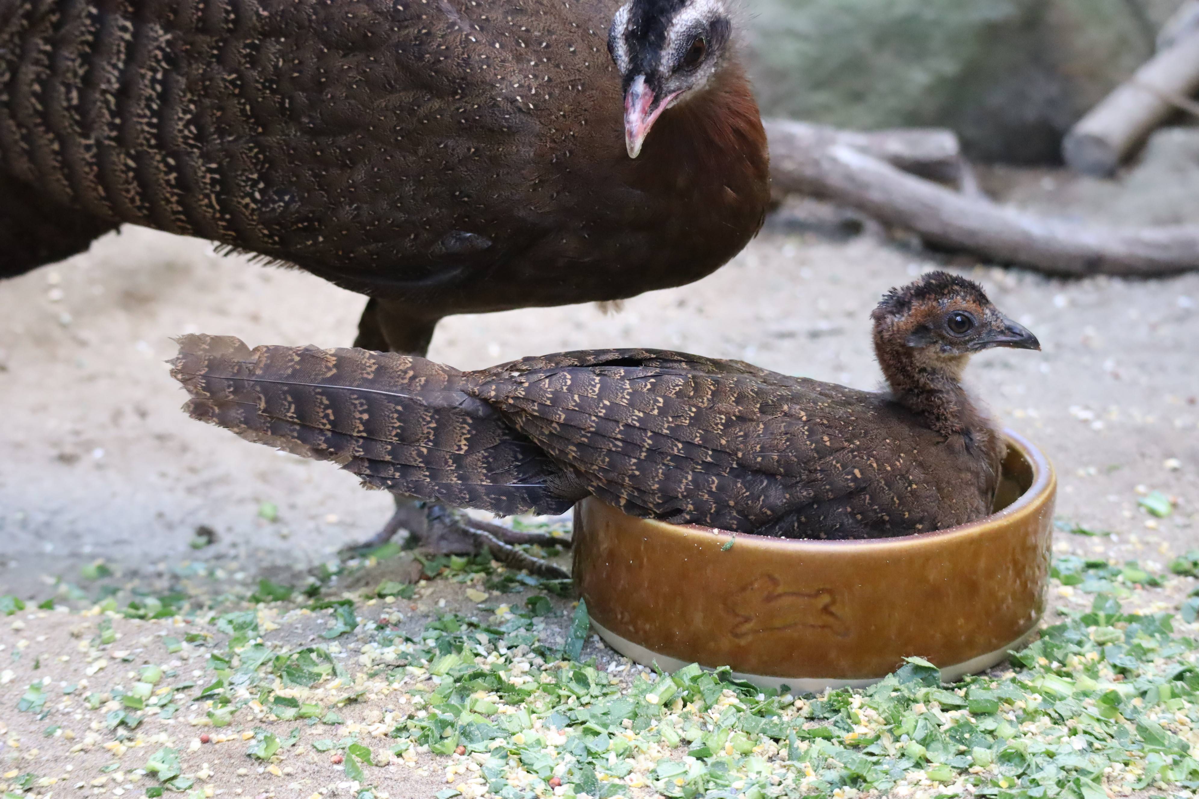 【飼育日誌】20210317：成長記9 (14).jpg