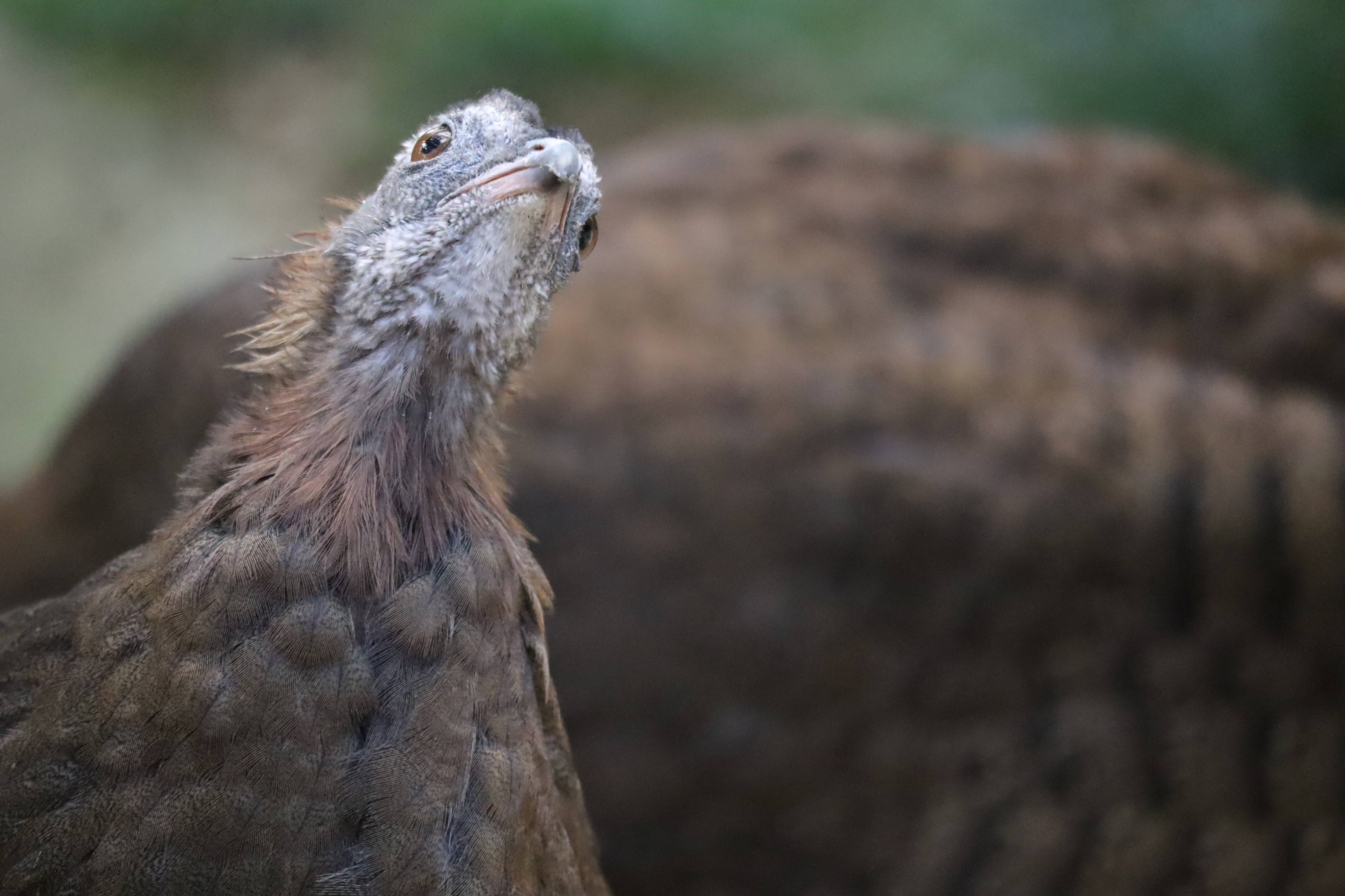 【飼育日誌】20210425:成長記11 (13).jpg