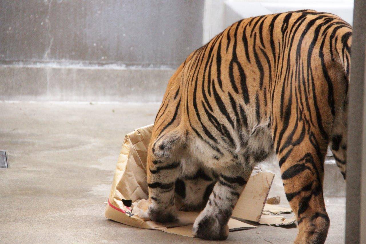 段ボールを破壊するラウト⑥