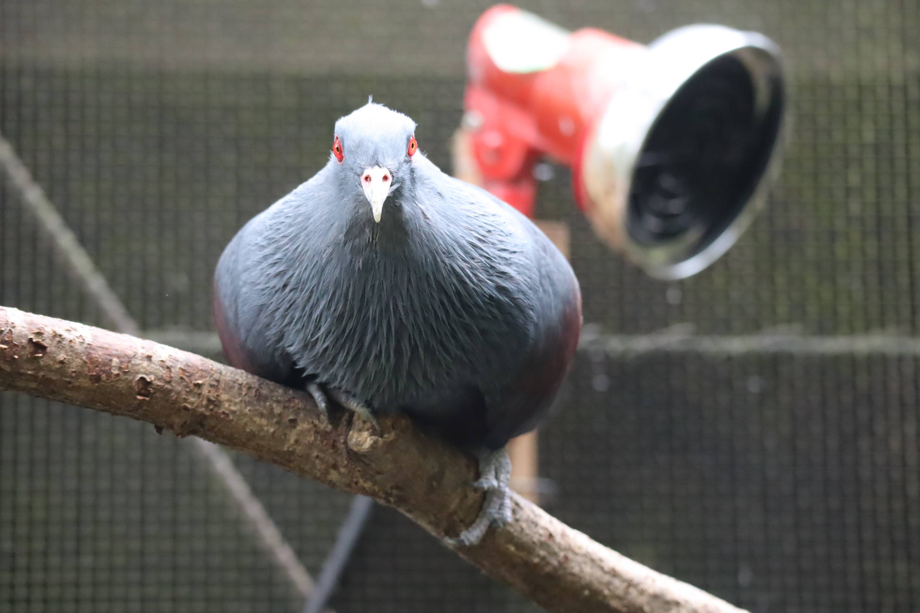 【飼育日誌】20210128:酉年 (2).jpg