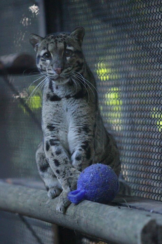 キャットウォークの上でジョリーボールで遊ぶブー