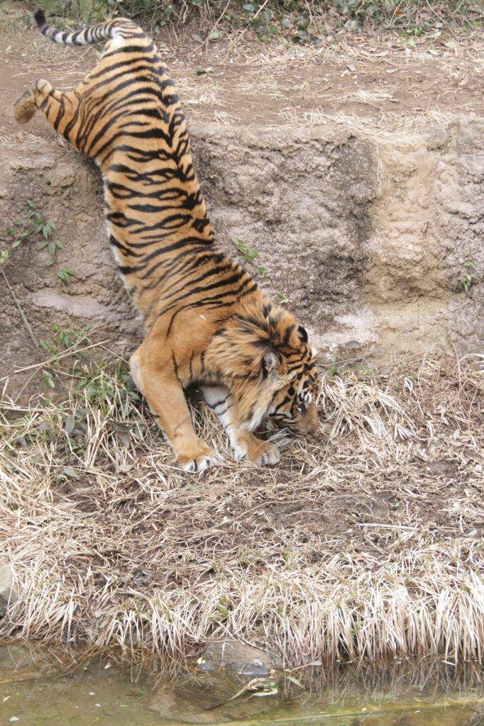 土手に降りるガンター
