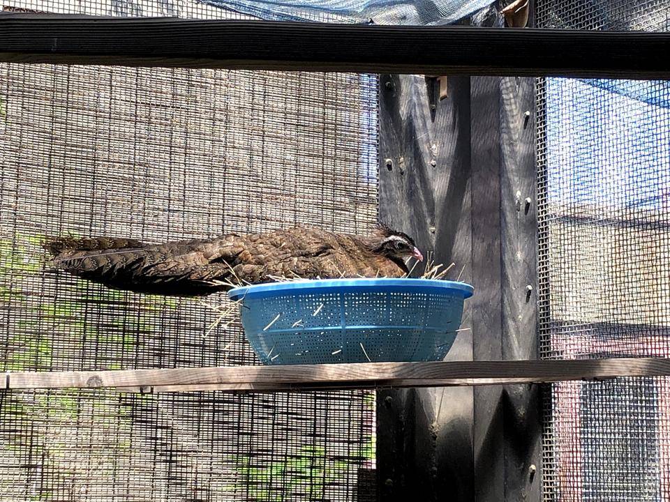 【飼育日誌】20210916:2年連続繁殖成功 (2).jpg