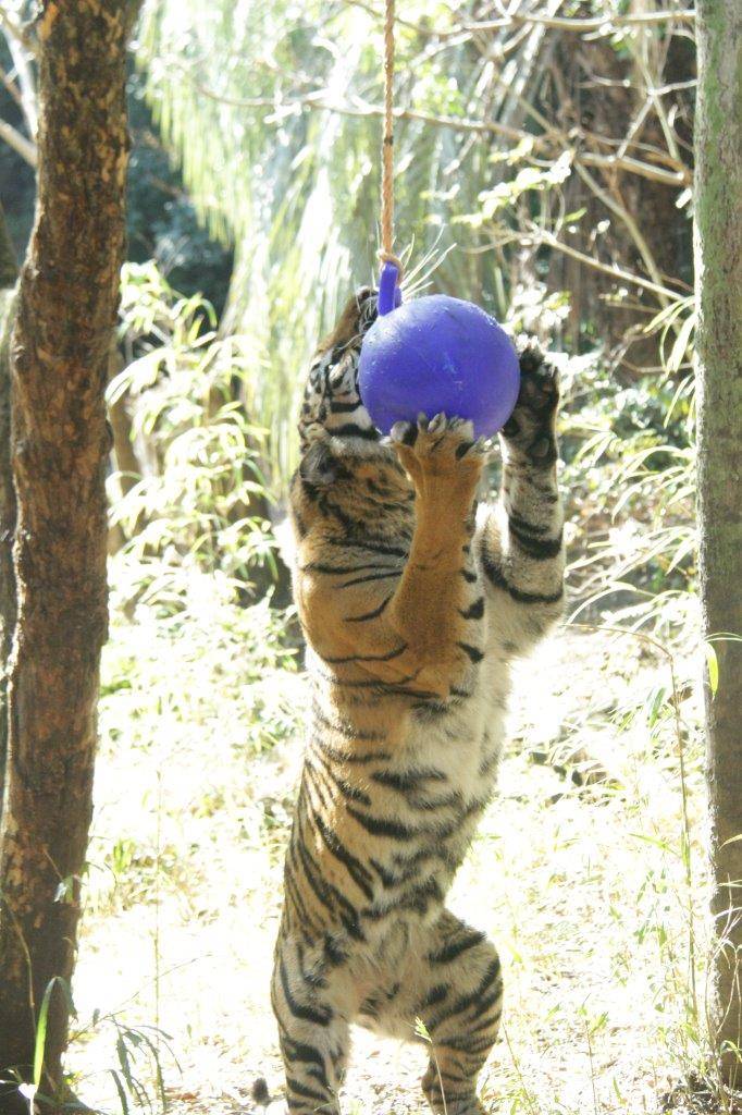 ジョリーボールに噛みつくラウト