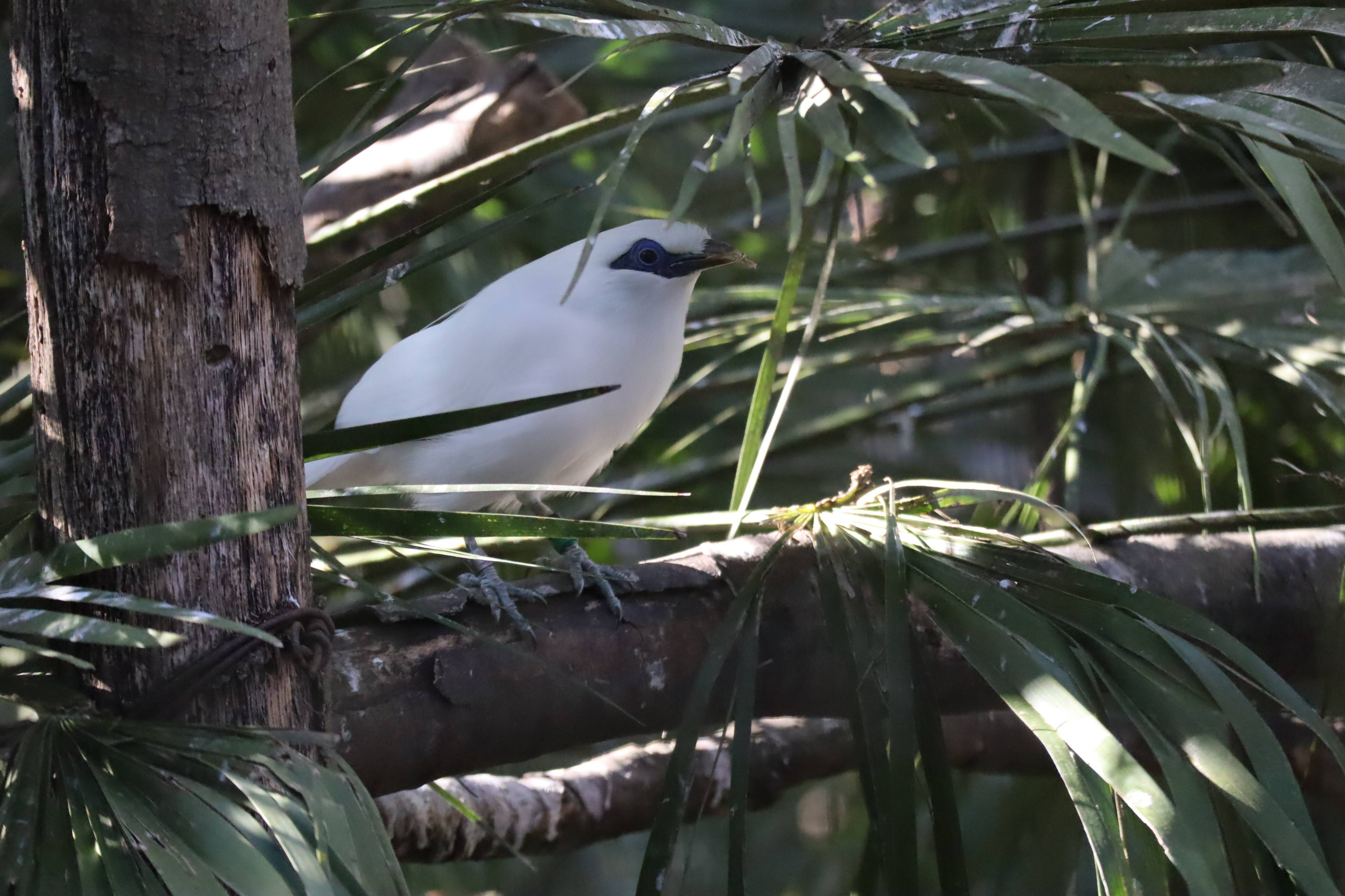【飼育日誌】20210128:酉年 (4).jpg