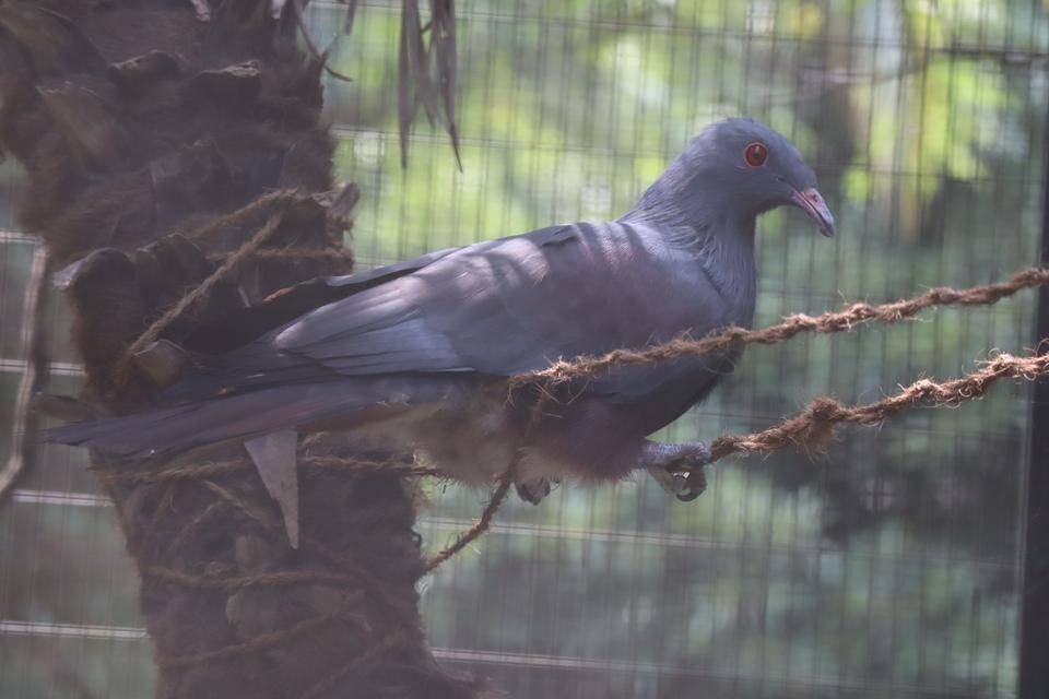 【飼育日誌】20210810：ノトゥの魅力 (14).jpg