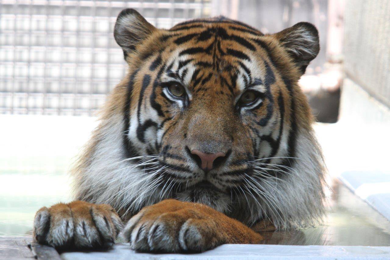 2013年7月、プールに入るガンター