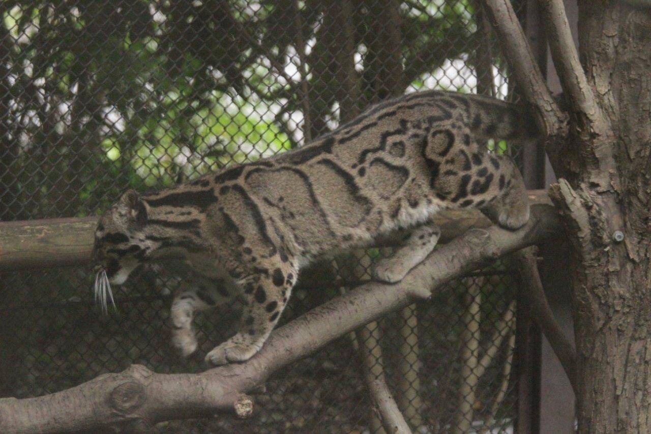 上手にバランスを取りながら、止まり木を移動するブー