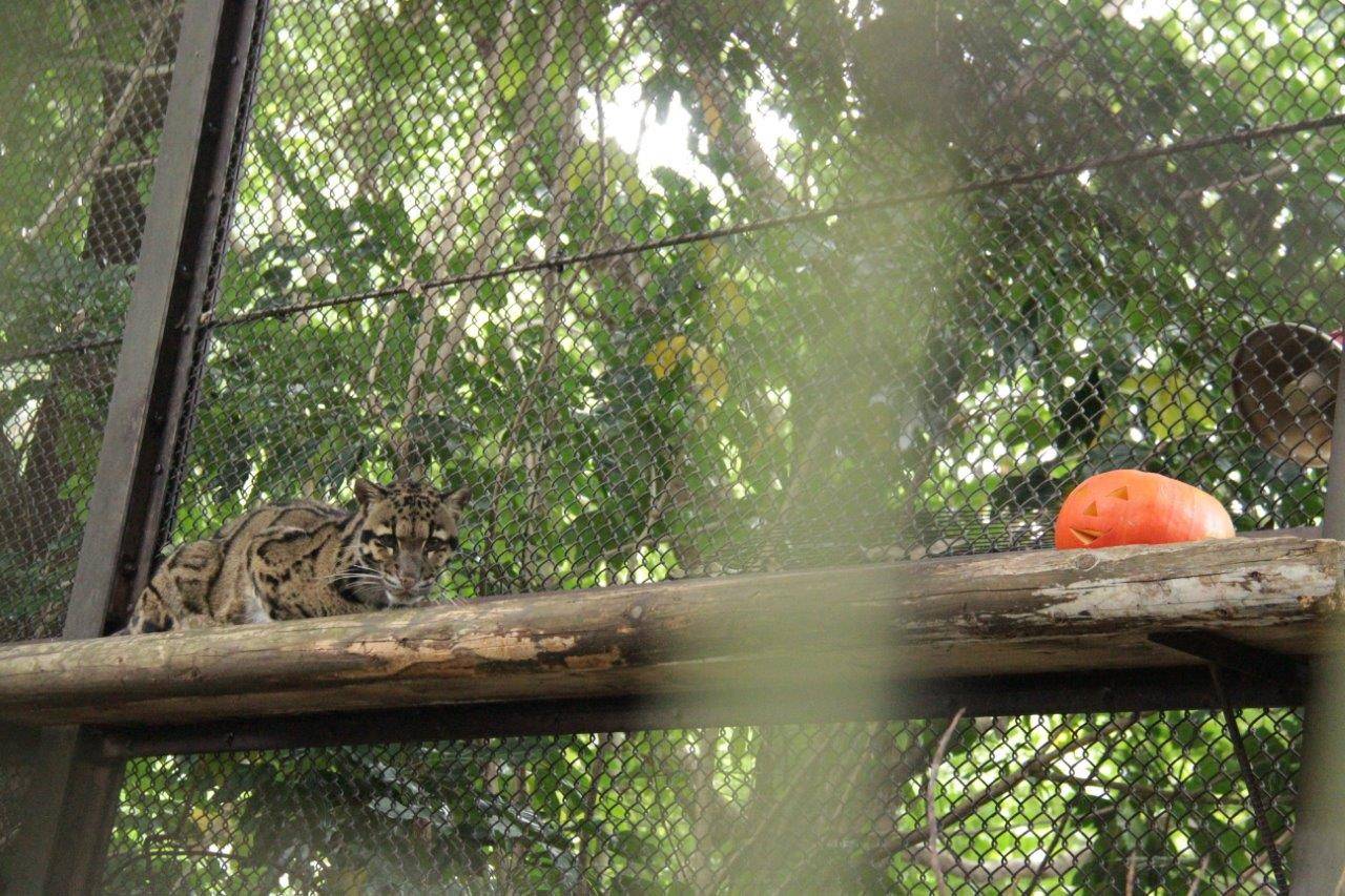ハロウィン用カボチャと距離をとって休むブー