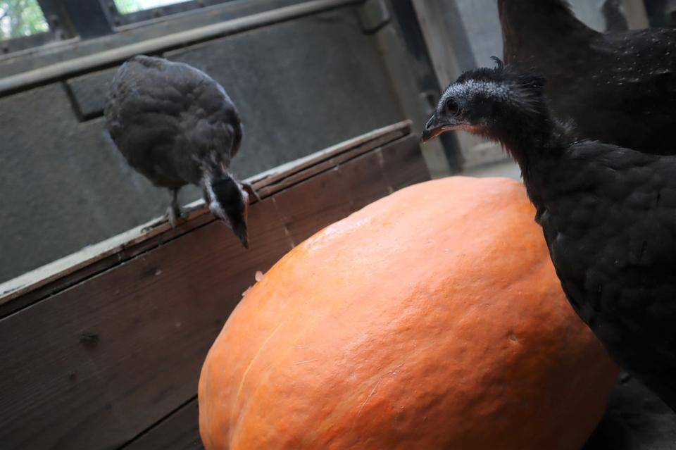 【飼育日誌】20211112:セイランハロウィン (4).jpg