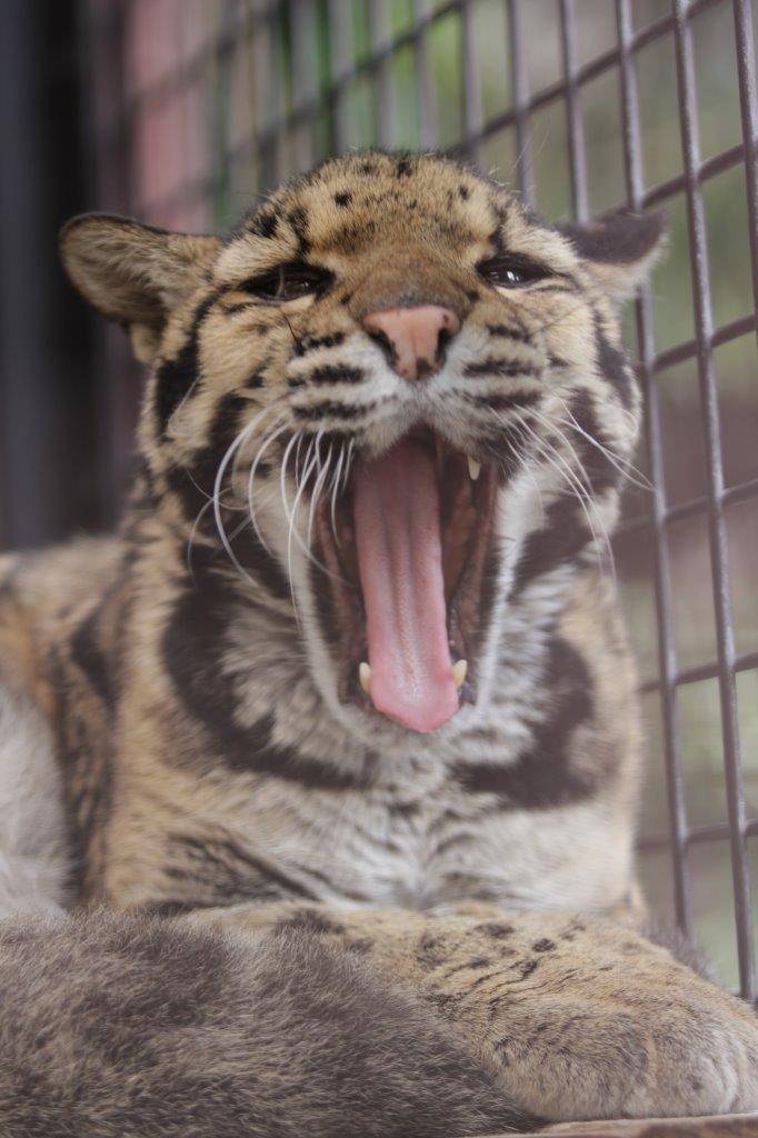 欠伸をするアニル⑤