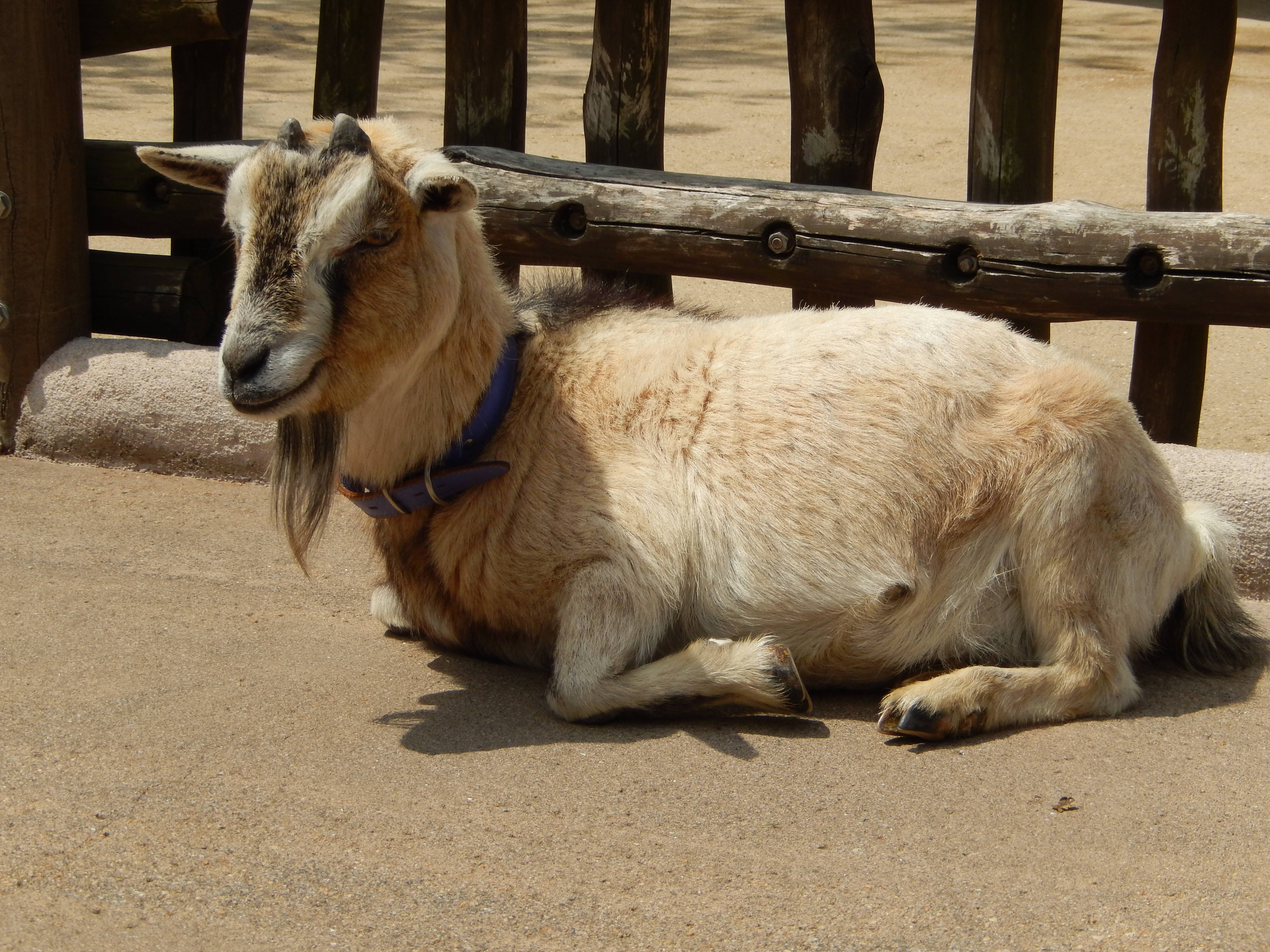 ピグミーゴート キキ.jpg