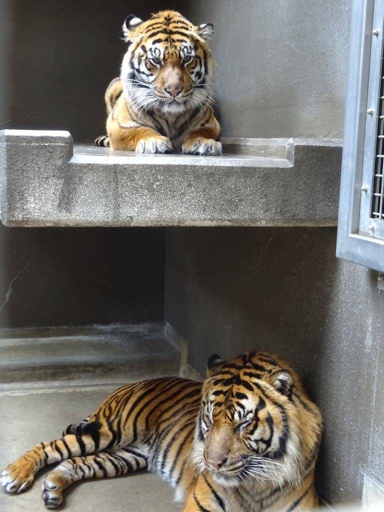 サブ運動場で同居中のガンターとカリ。