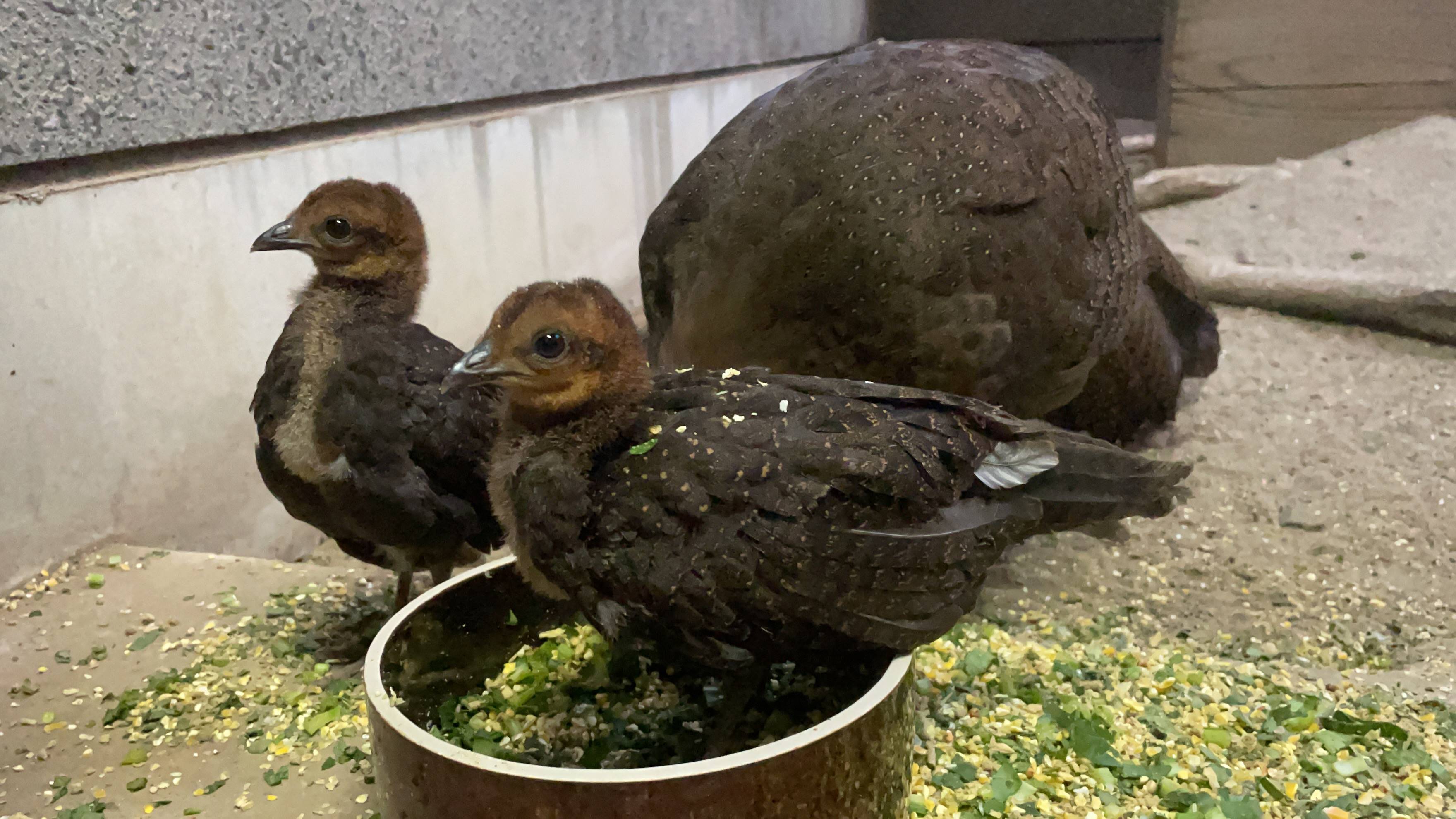 【飼育日誌】20210916:2年連続繁殖成功 (11).jpg