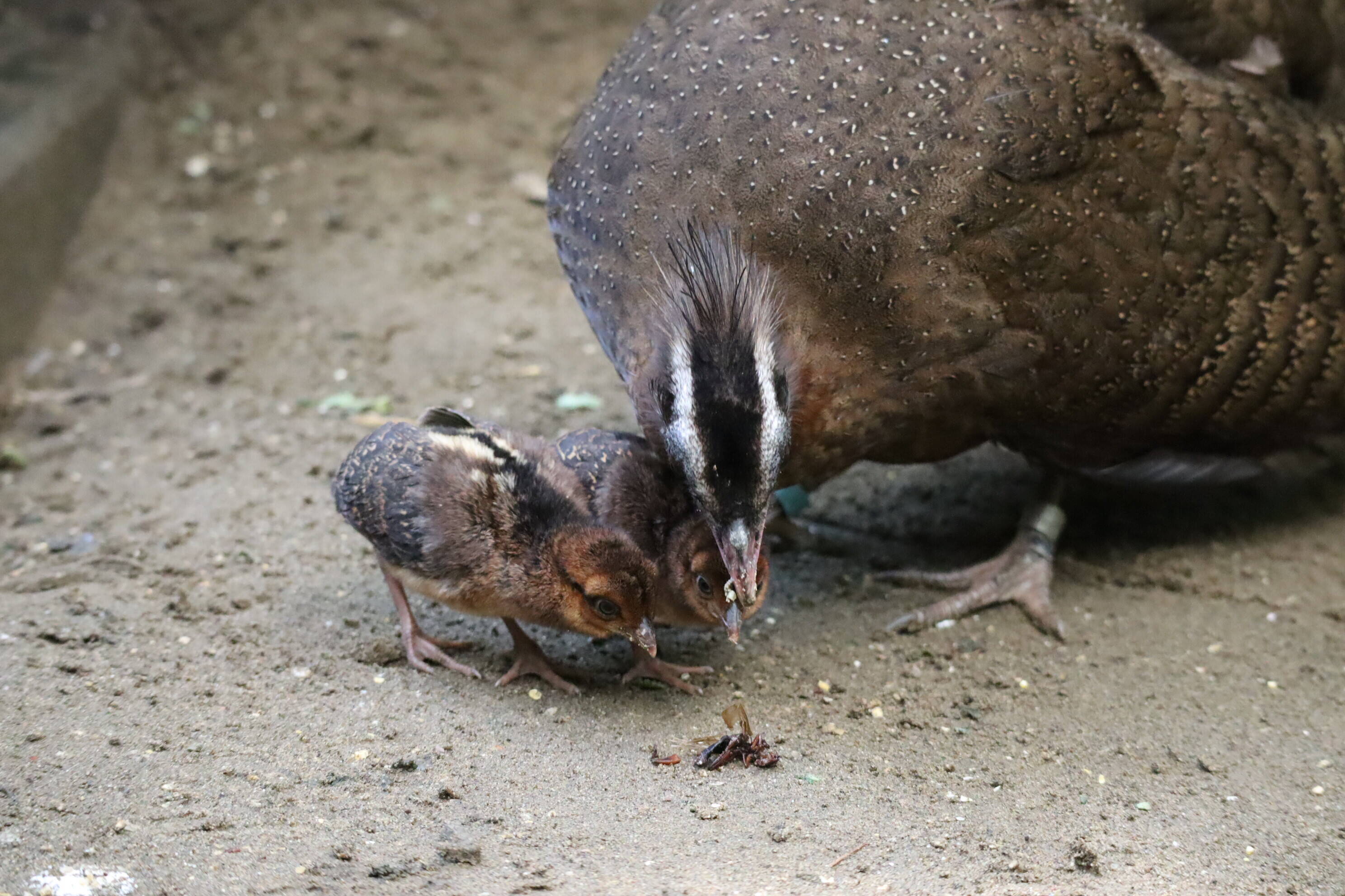 【飼育日誌】202008016：成長記3 (15).jpg