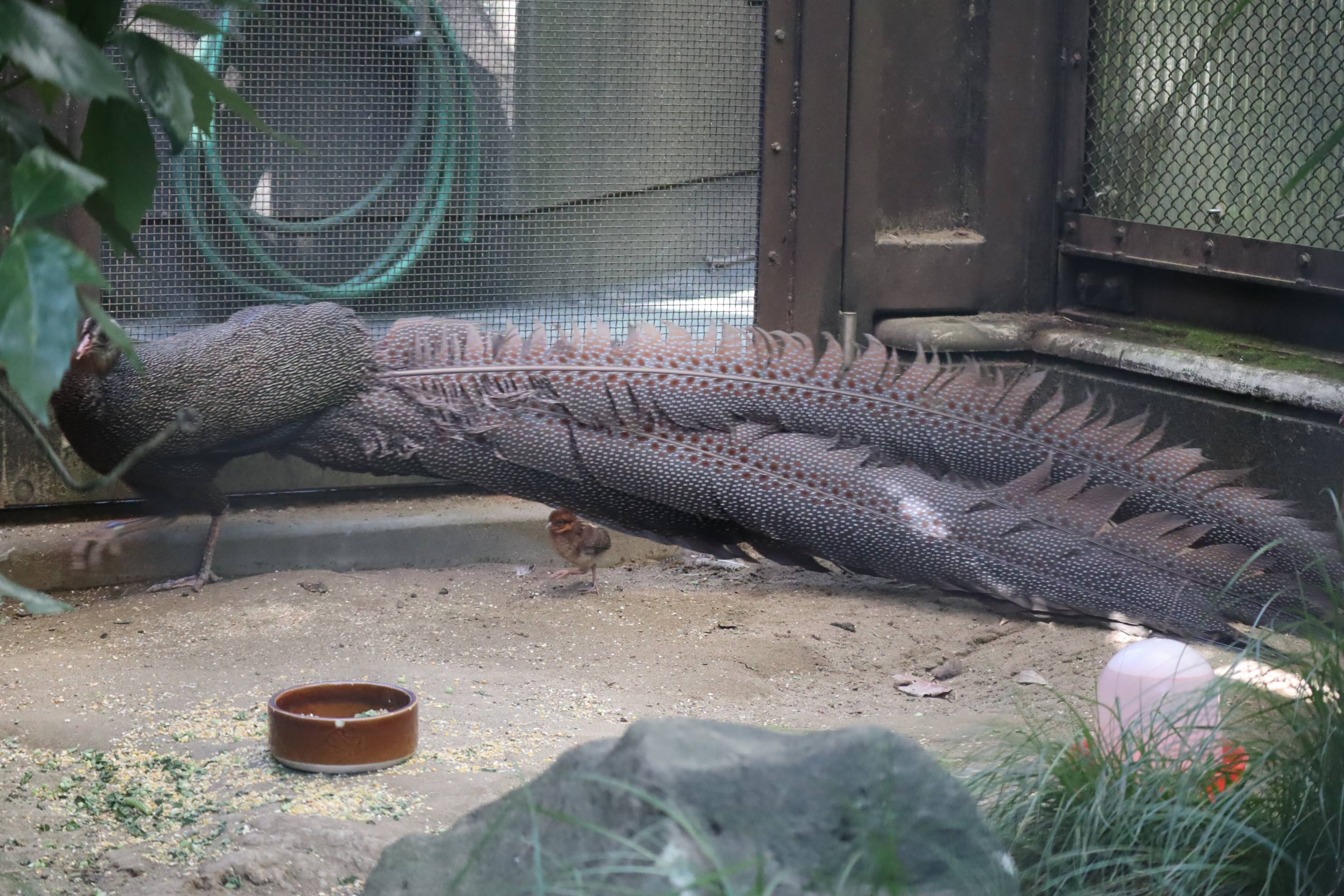 【飼育日誌】20210130：成長記8 (6).jpg