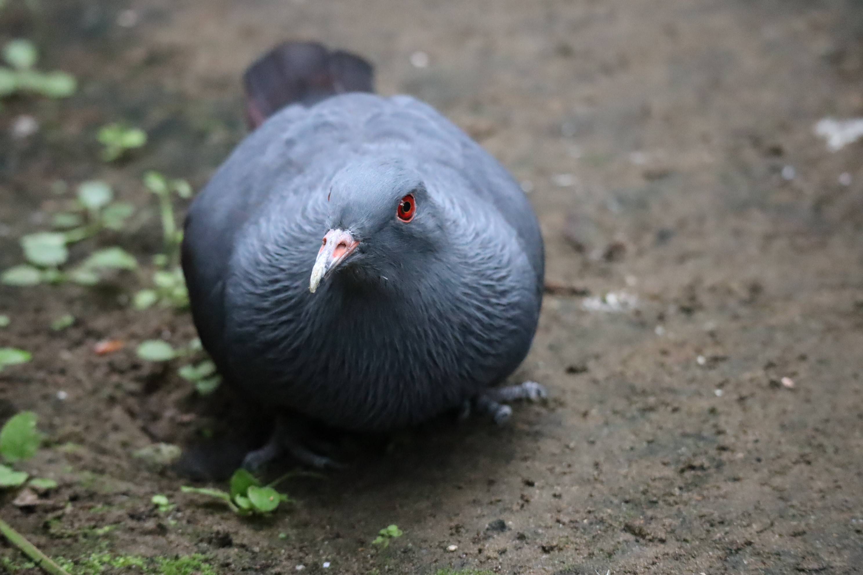 【飼育日誌】20210810：ノトゥの魅力 (10).jpg