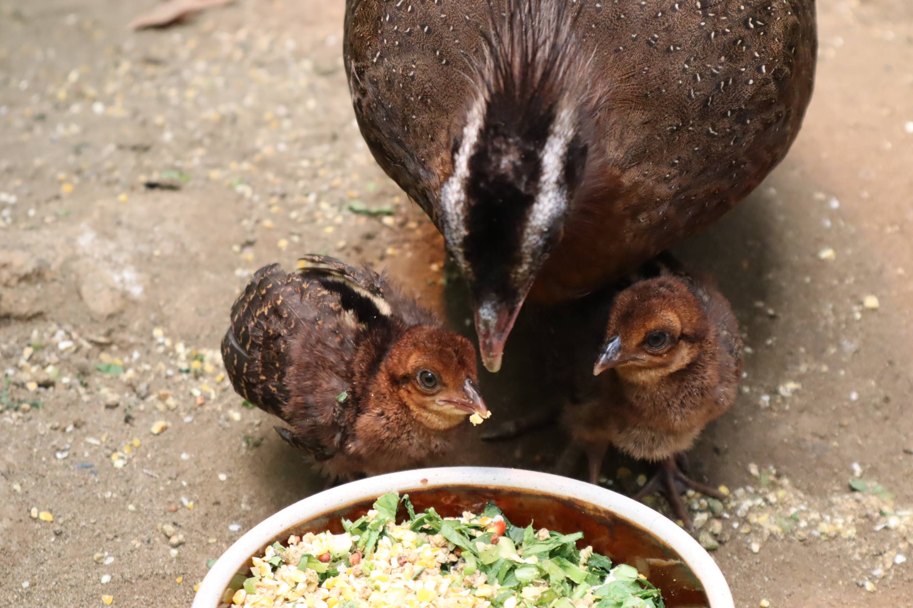 【飼育日誌】20210130：成長記8 (12).jpg