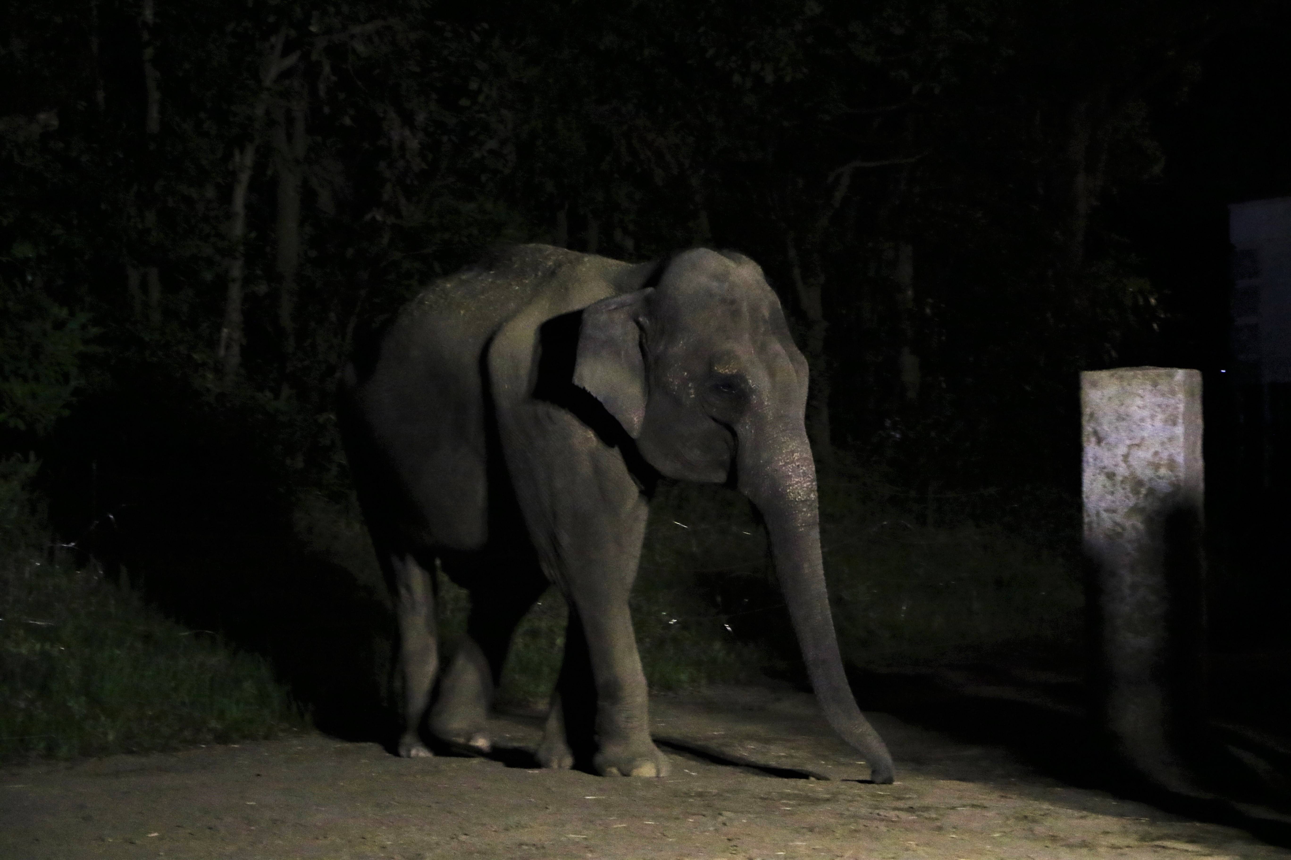 ナイトゾウ4.jpg