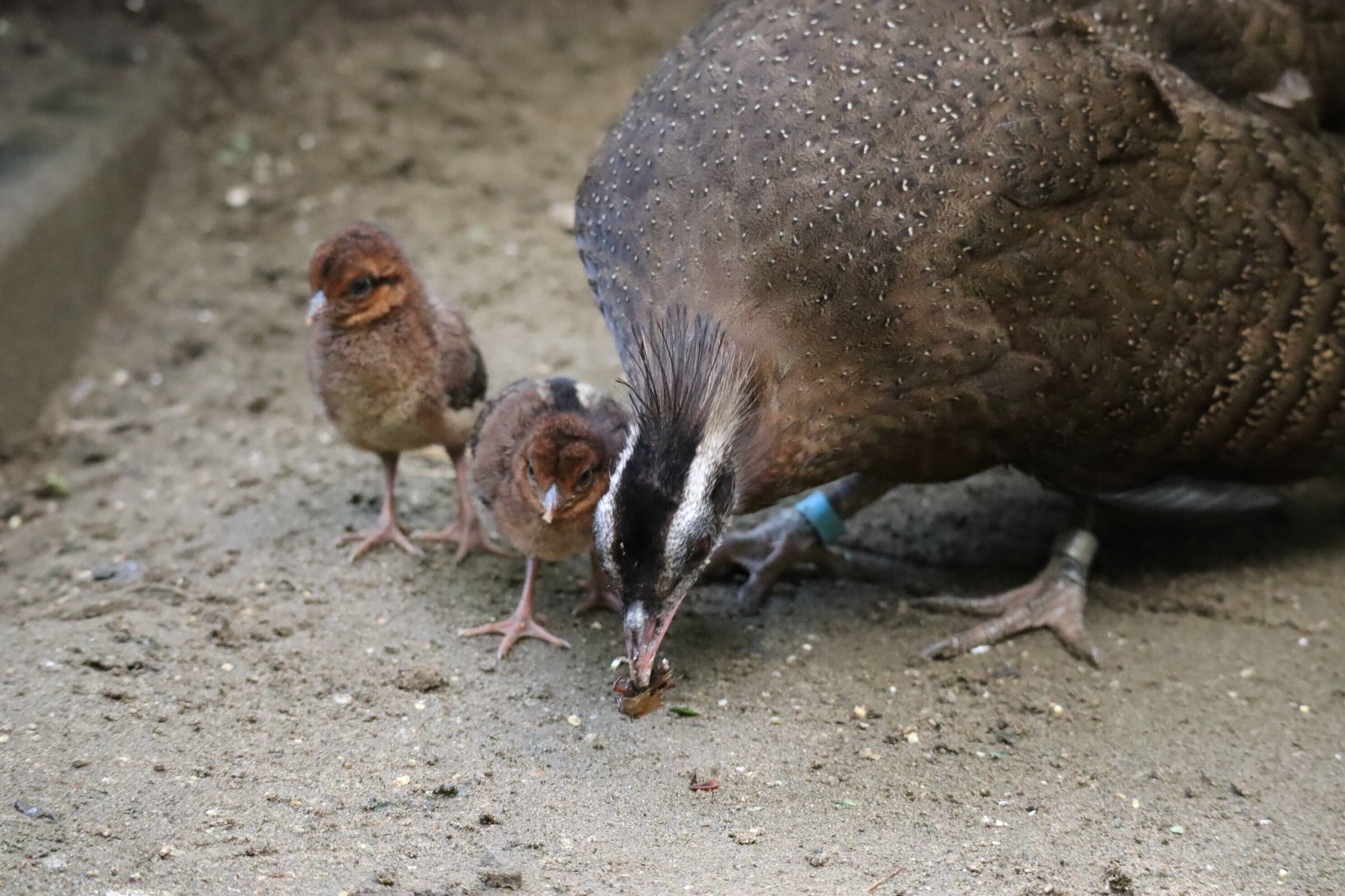 【飼育日誌】202008016:成長記3 (13).jpg