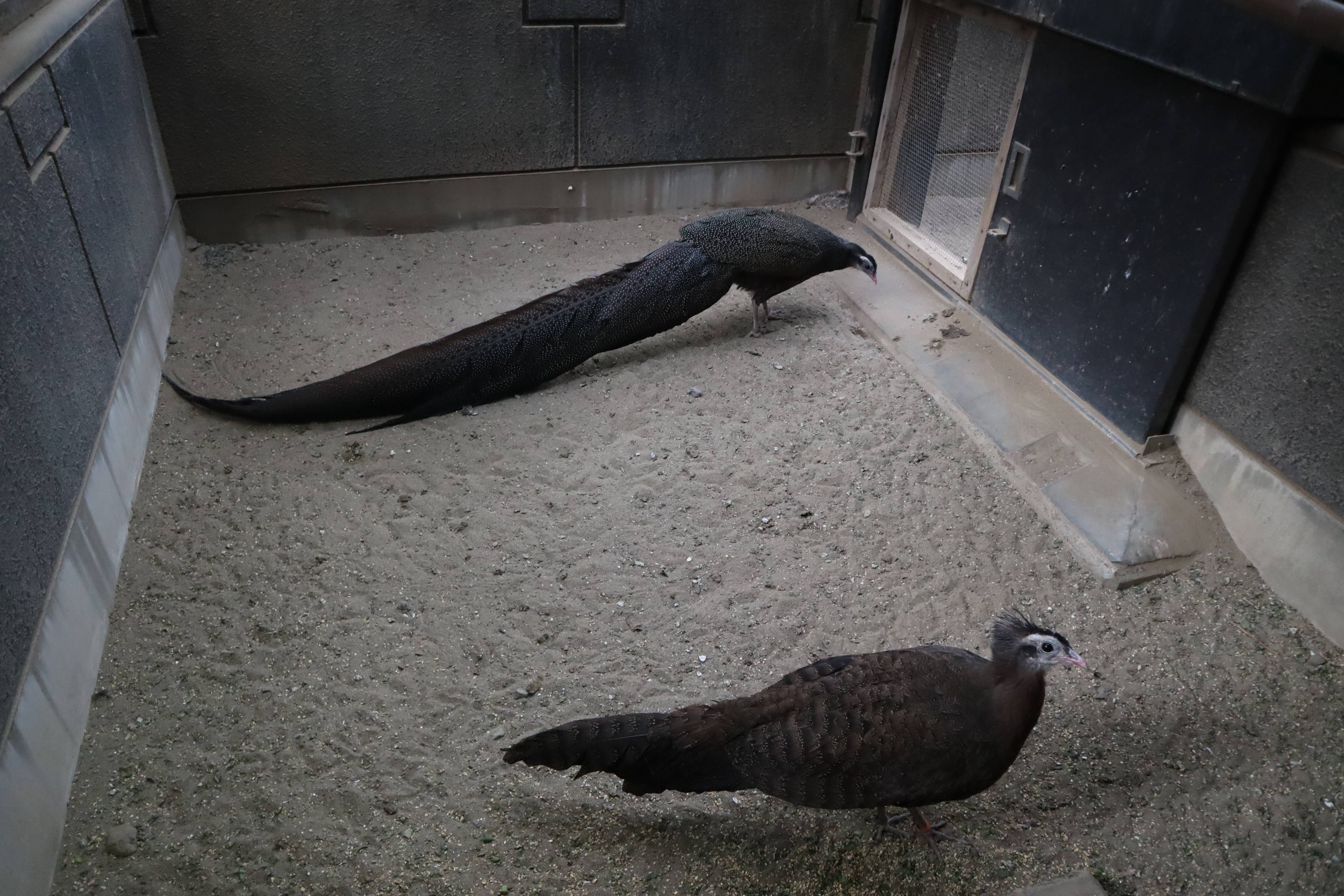 【飼育日誌】20210130：成長記8 (16).jpg