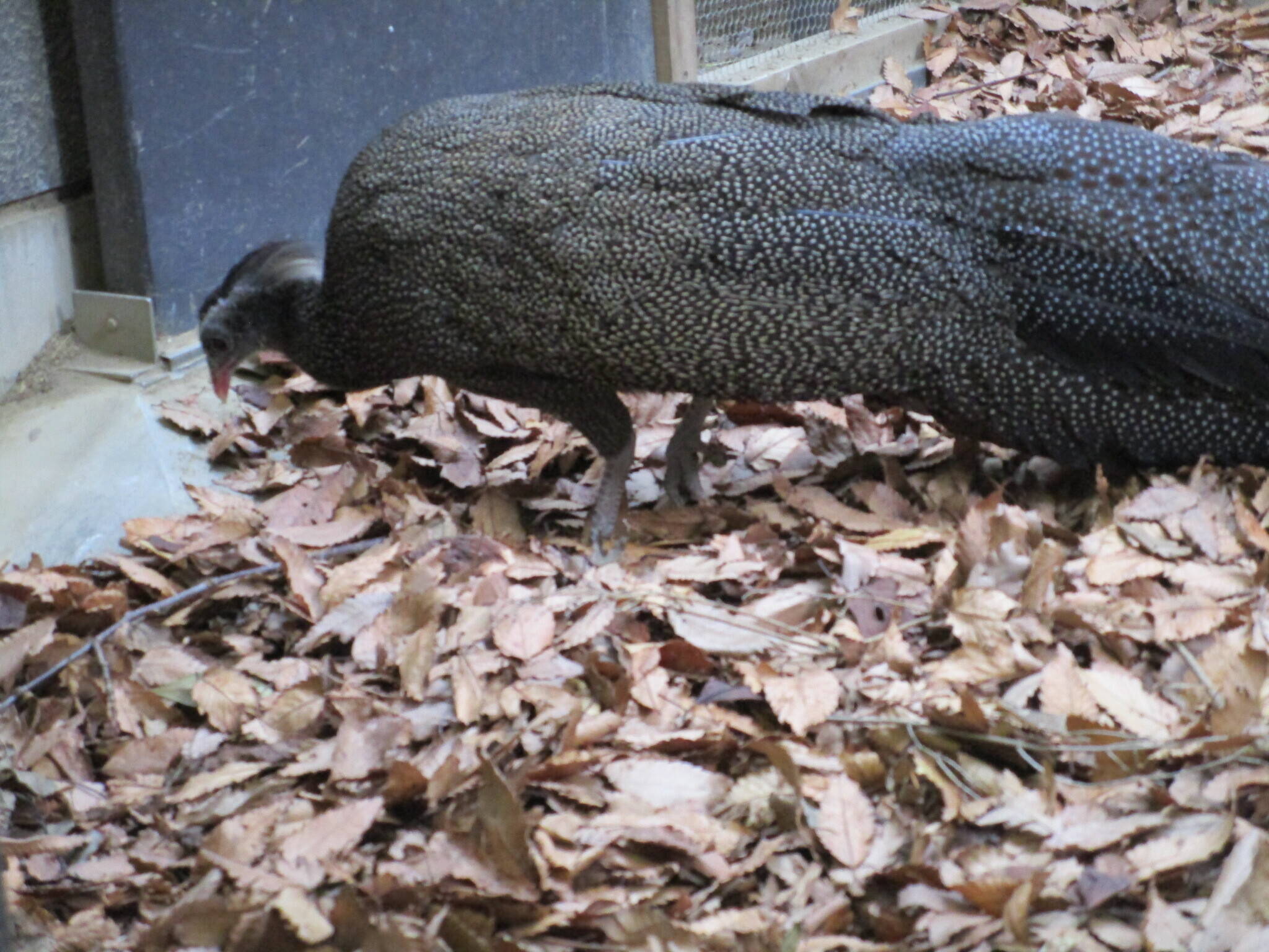 【飼育日誌】20191205：落ち葉⑦.jpg