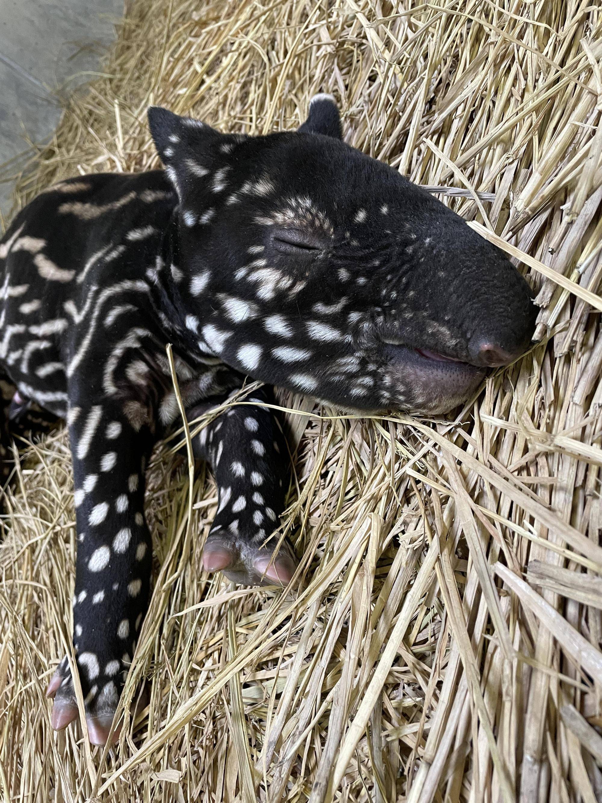 うり坊成長日記 うり坊柄の秘密は 飼育日誌 よこはま動物園ズーラシア公式サイト 公益財団法人 横浜市緑の協会