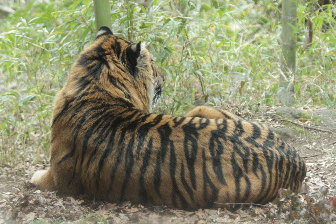 メス達同様、落ち葉の上で休み始めたガンター