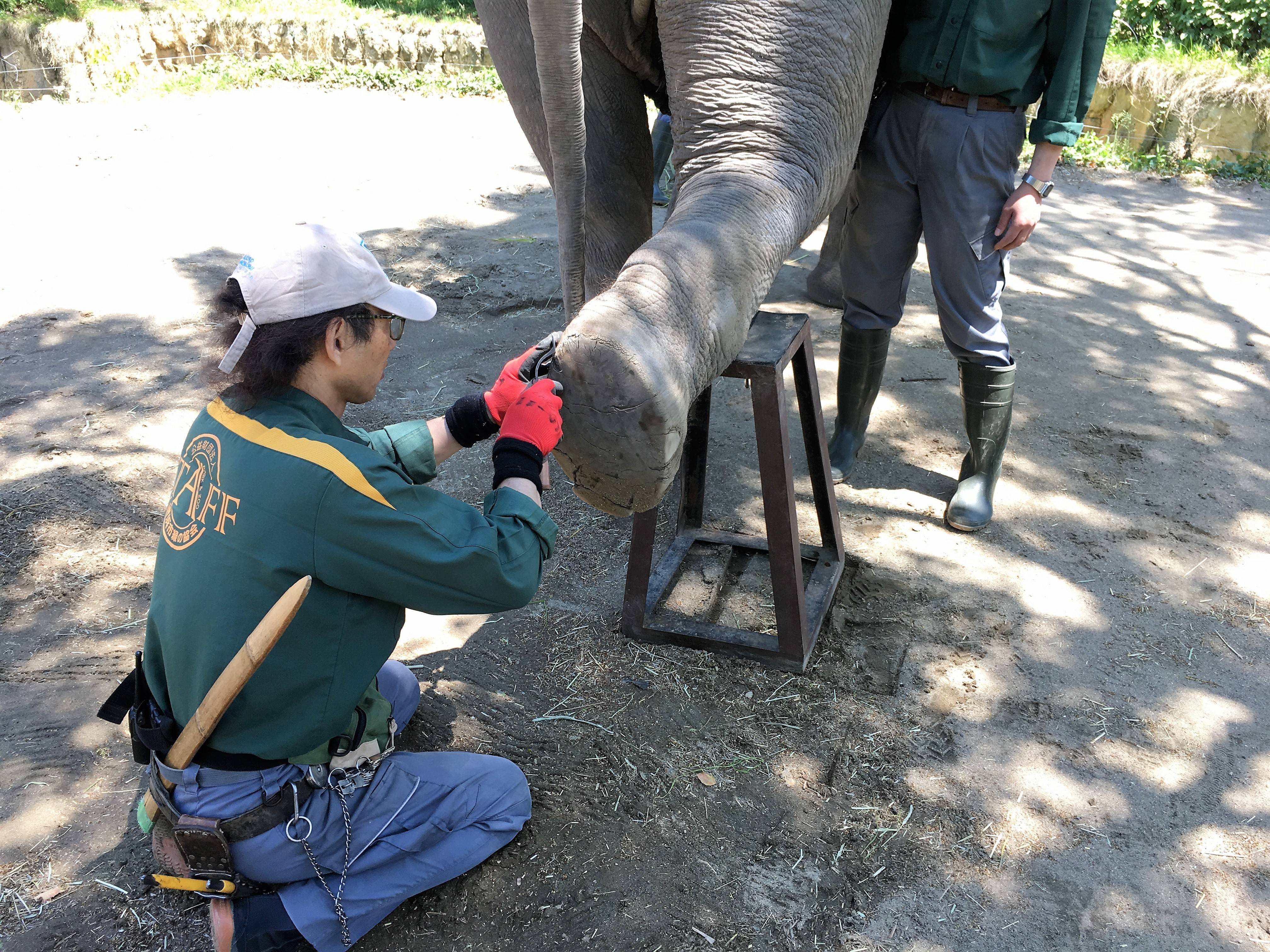 【飼育日誌】20180519：爪のお手入れ③.jpg