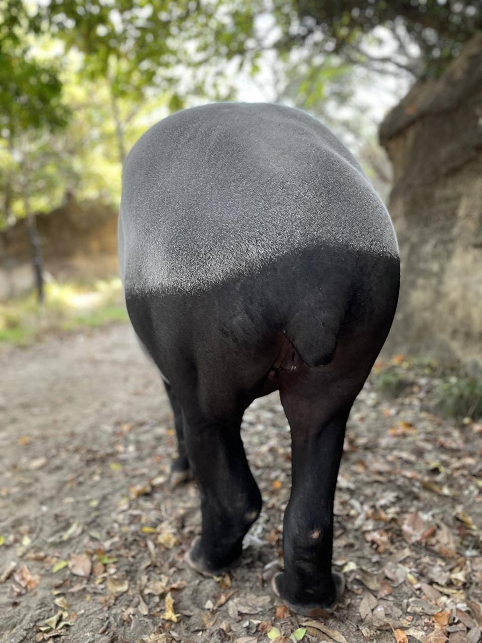 愛すべき マレーバク 飼育日誌 よこはま動物園ズーラシア公式サイト 公益財団法人 横浜市緑の協会