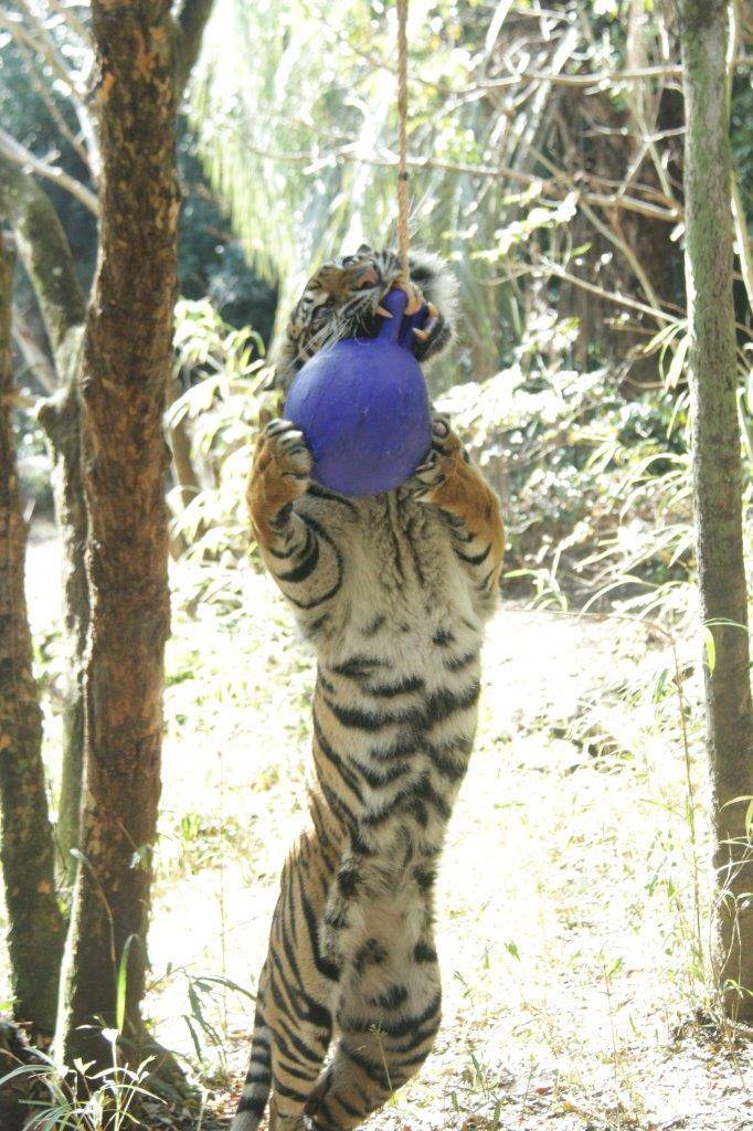 鋭い牙を見せながら、ジョリーボールにに噛みつくラウト