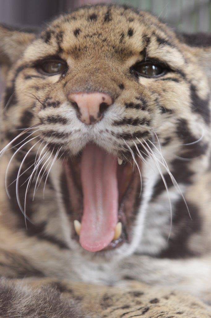 欠伸をするアニル①