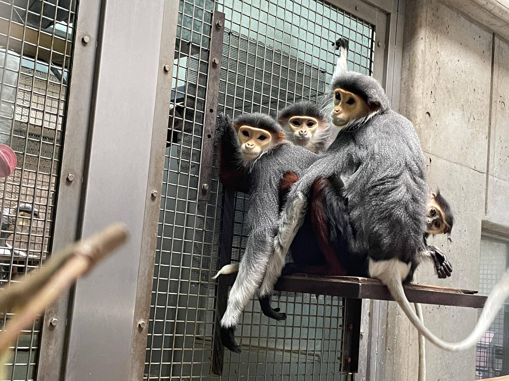 【飼育日誌】20220802：マニプクの思い出 (19).jpg