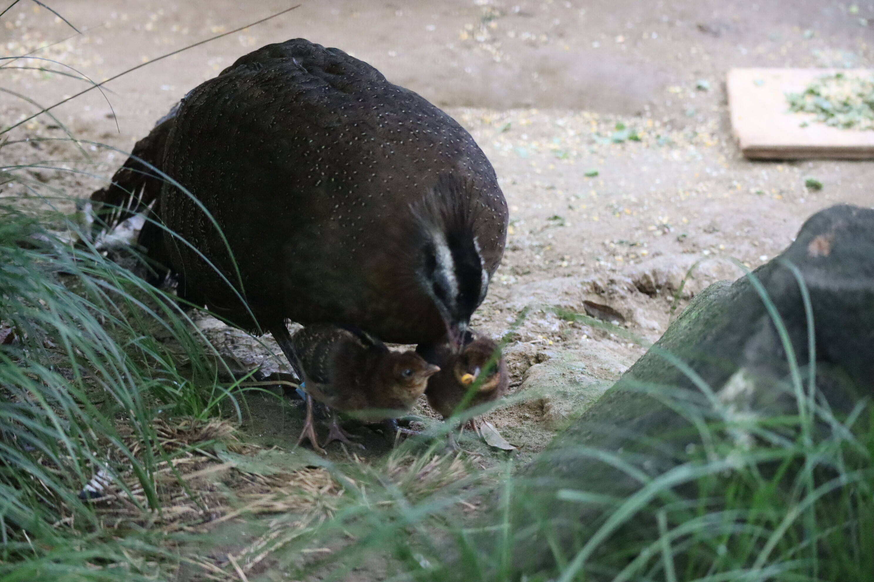 【飼育日誌】202008016:成長記3 (9).jpg