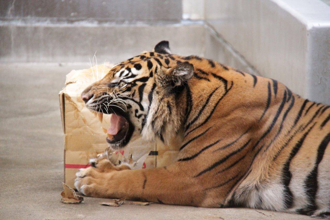 隣のムジュを威嚇するラウト