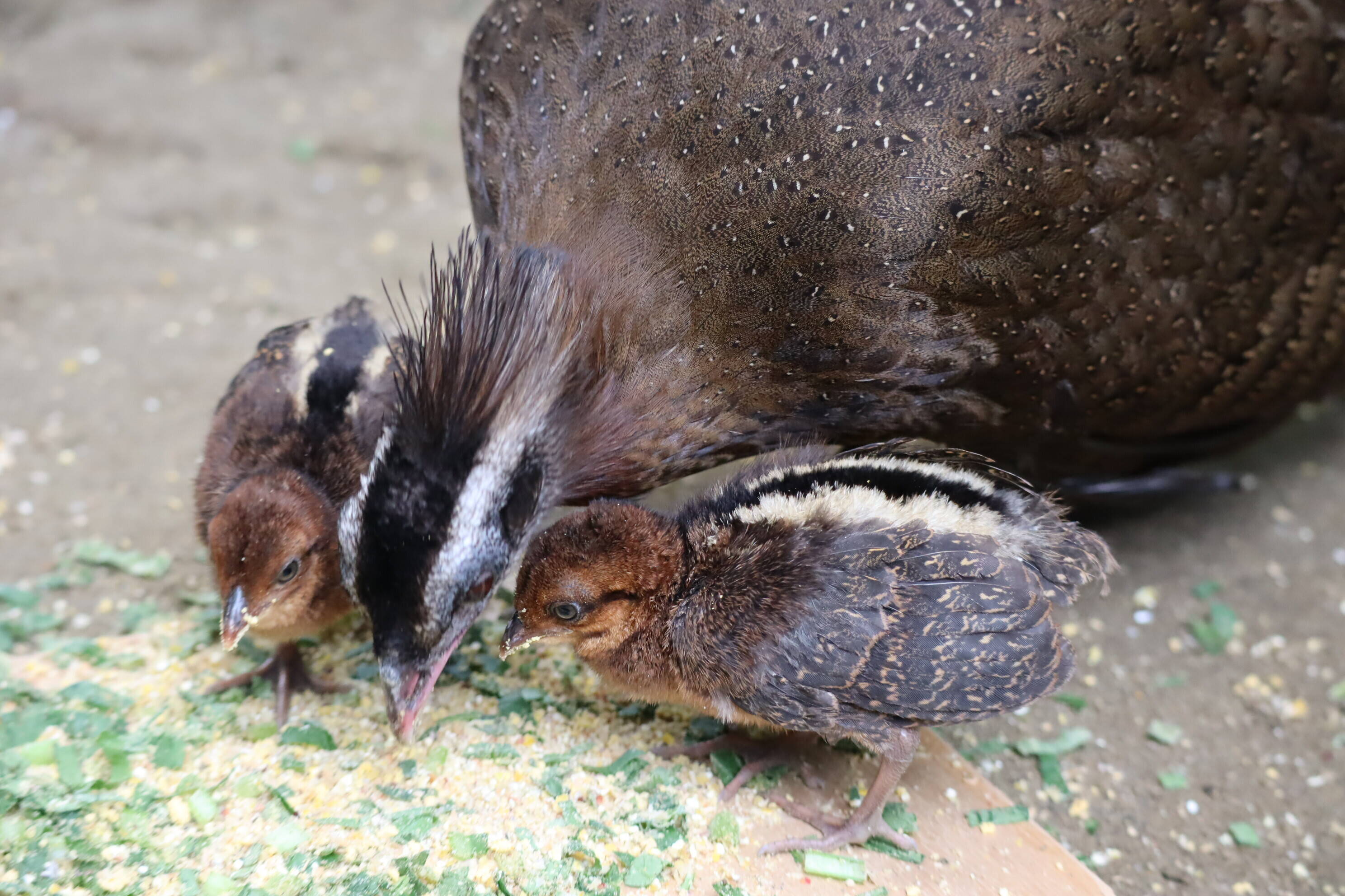 【飼育日誌】202008016:成長記4 (10).jpg