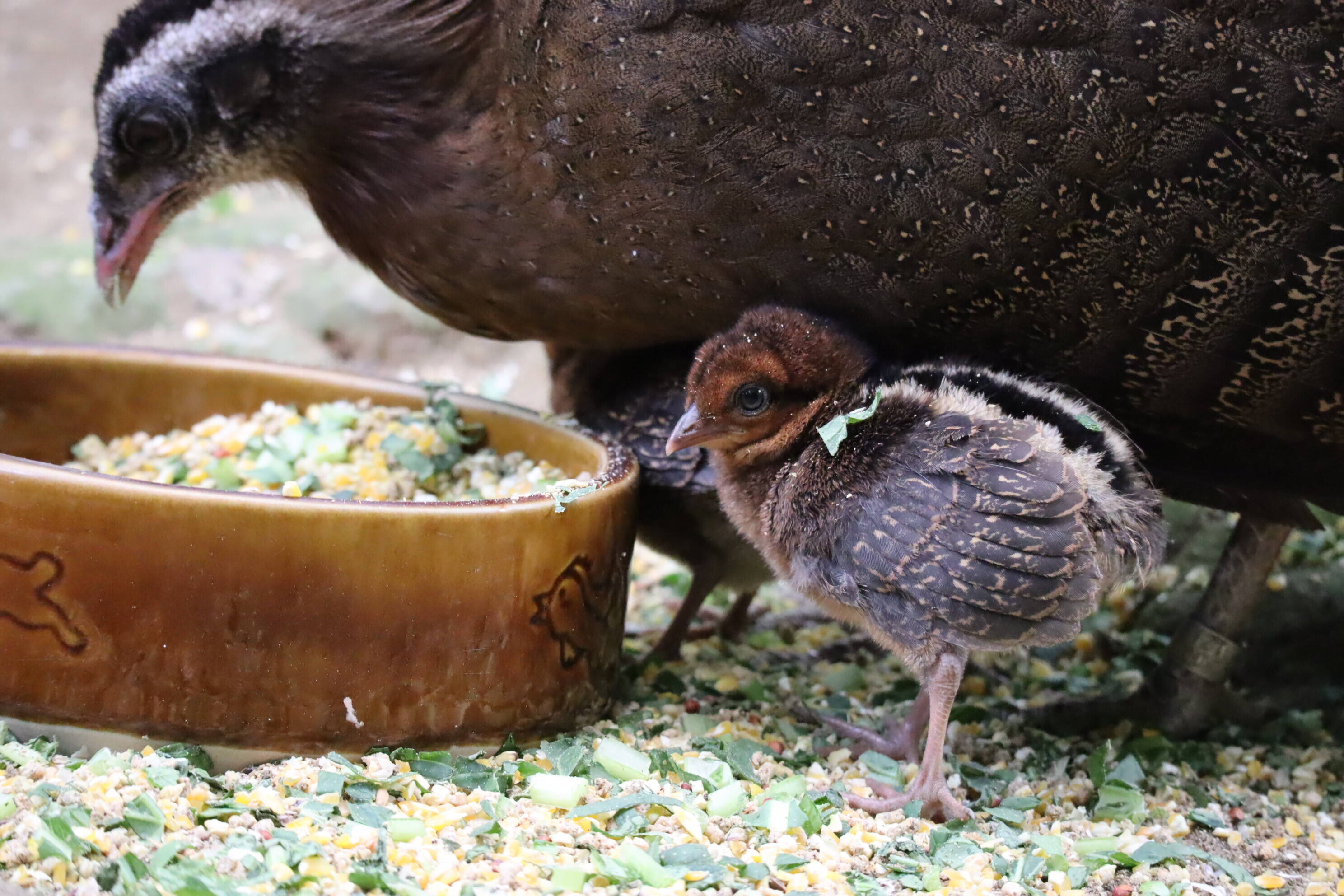 【飼育日誌】202008016:成長記4 (11).jpg