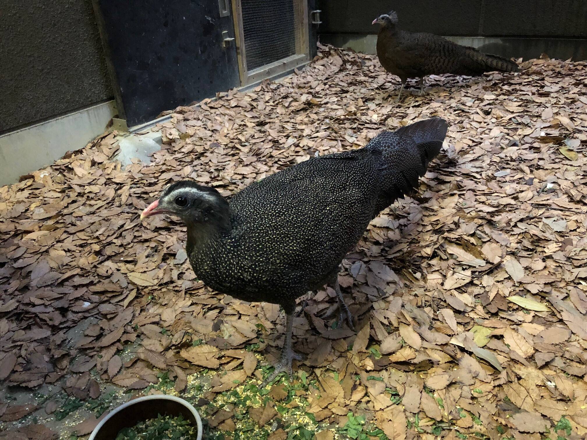 【飼育日誌】20191205：落ち葉⑨.jpeg