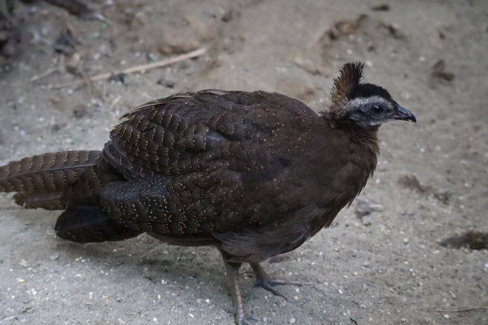 【飼育日誌】20210405:成長記10 (11).jpg