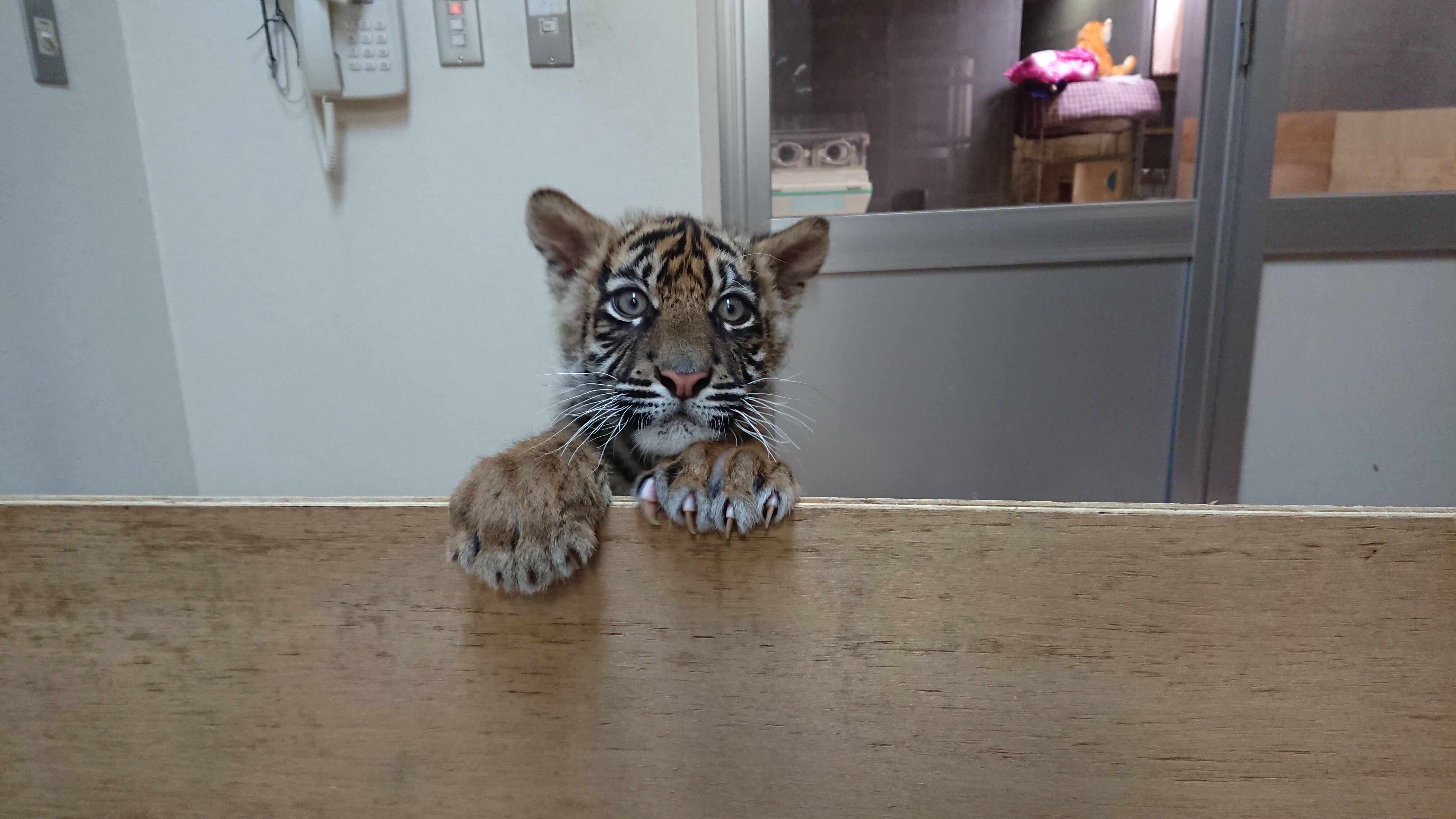 子トラの成長記録 その すまとらとらブログ よこはま動物園ズーラシア公式サイト 公益財団法人 横浜市緑の協会 子トラの成長記録 その すまとらとらブログ よこはま動物園ズーラシア公式サイト 公益財団法人 横浜市緑の協会