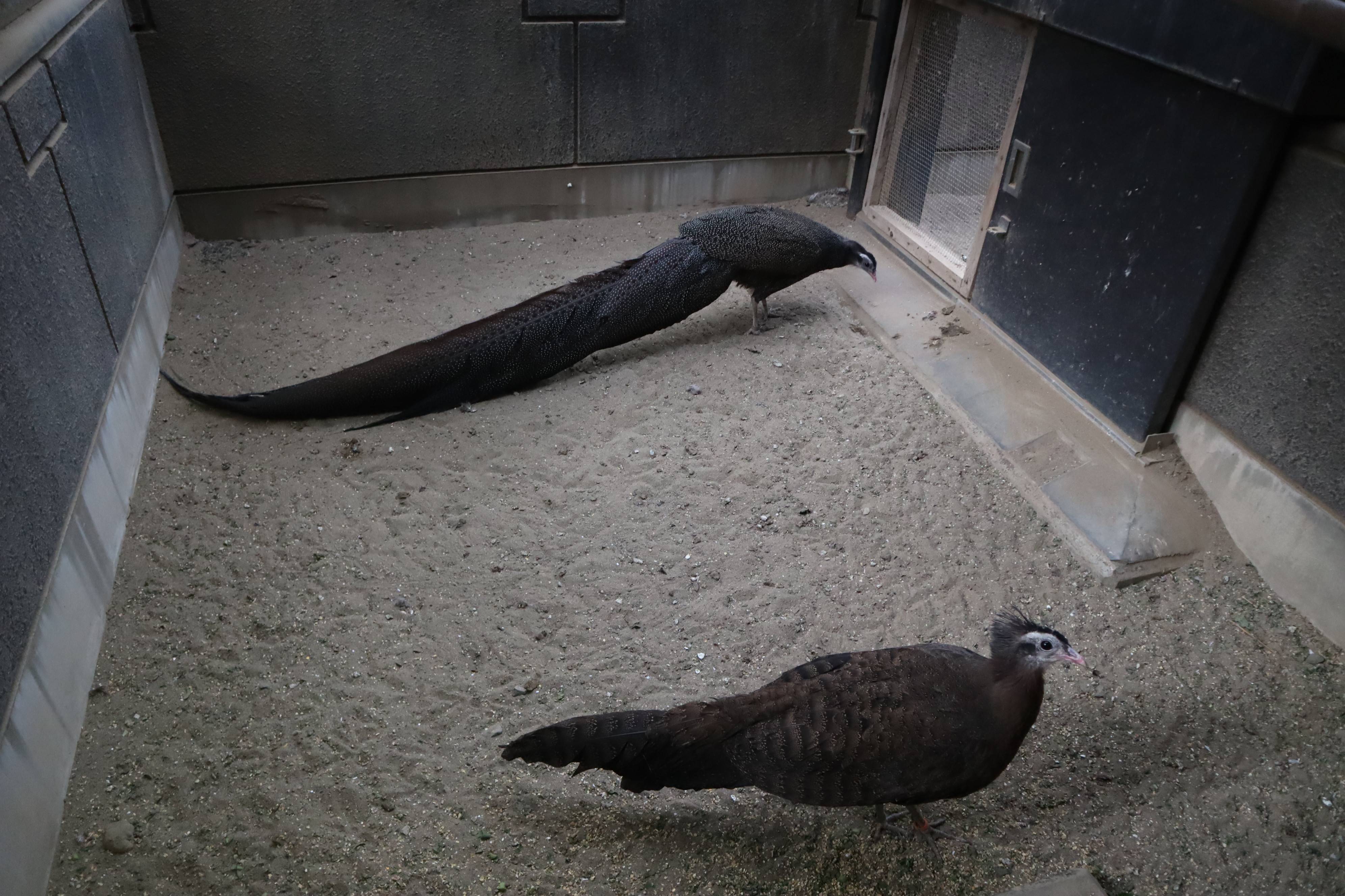 【飼育日誌】20210128:酉年 (8).jpg