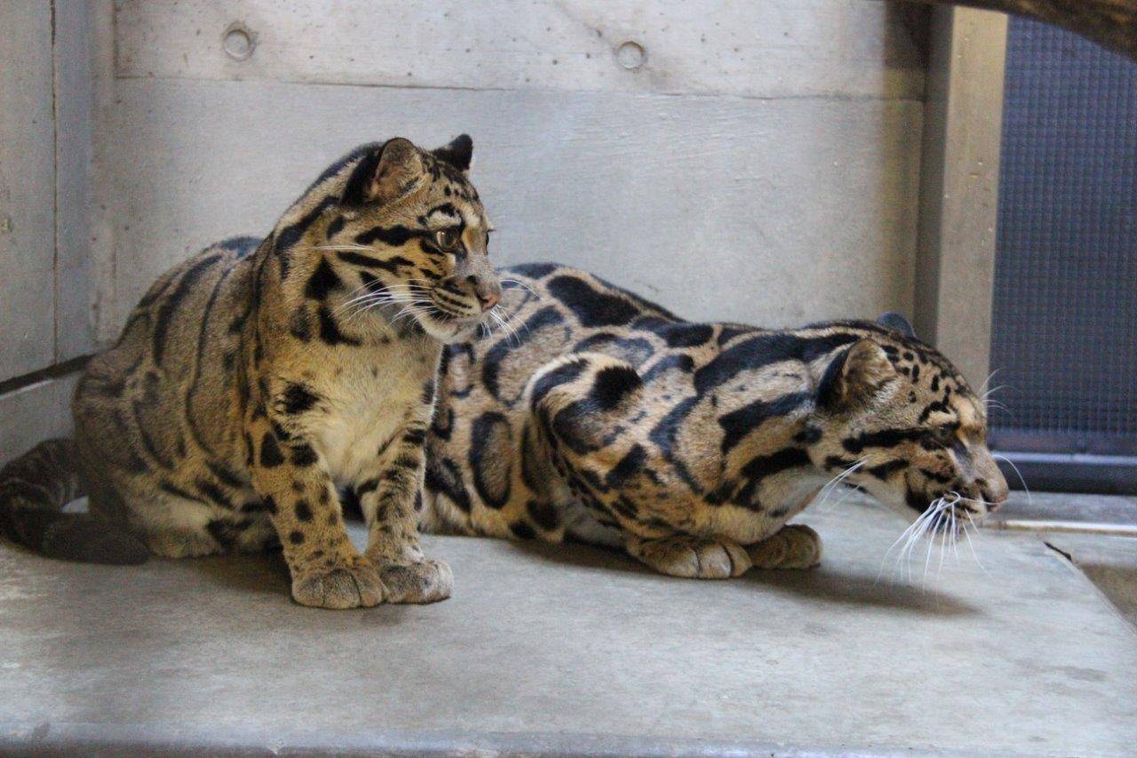 仲良しだったジュールとイーナ