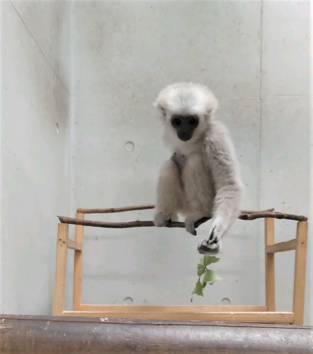 20220622プロイ止まり木06.png