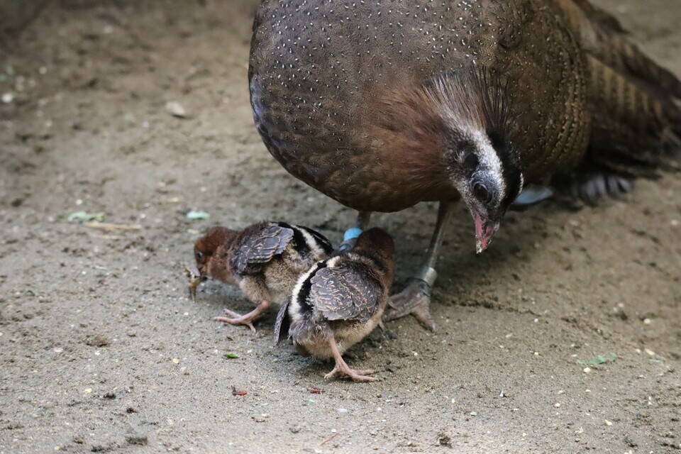 【飼育日誌】202008016:成長記3 (21).jpg