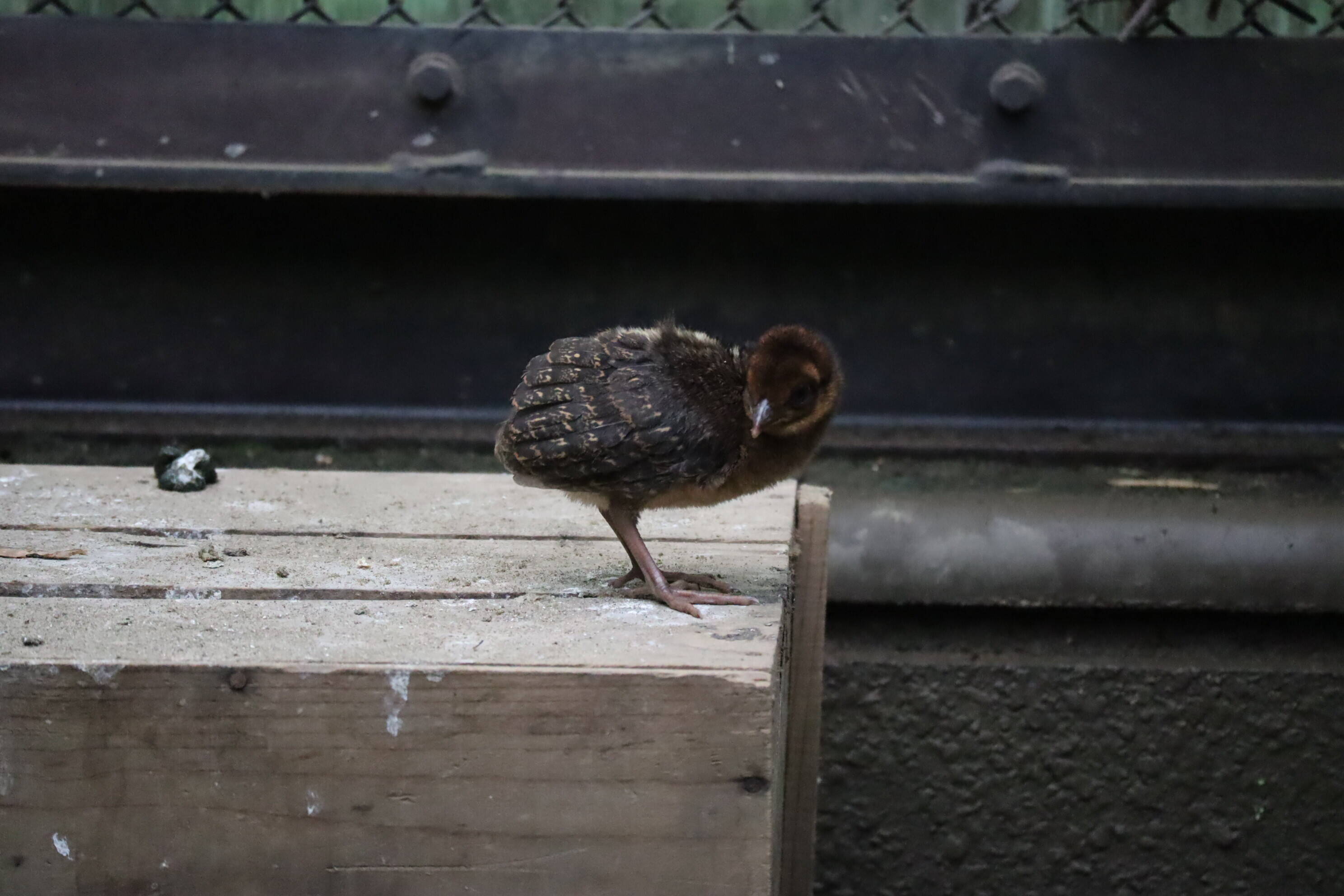 【飼育日誌】20200917：成長記5 (20).jpg