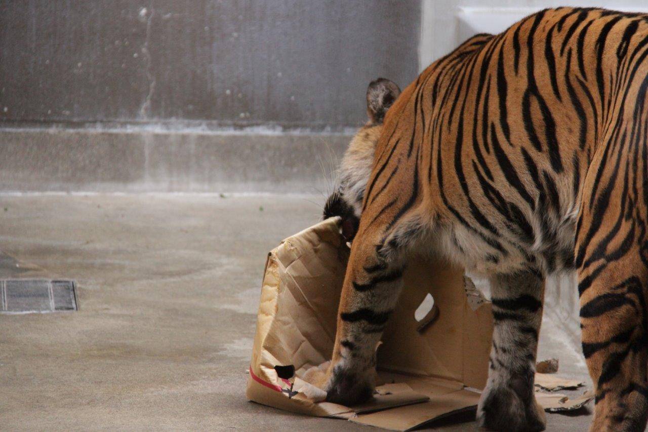 段ボールを破壊するラウト⑤