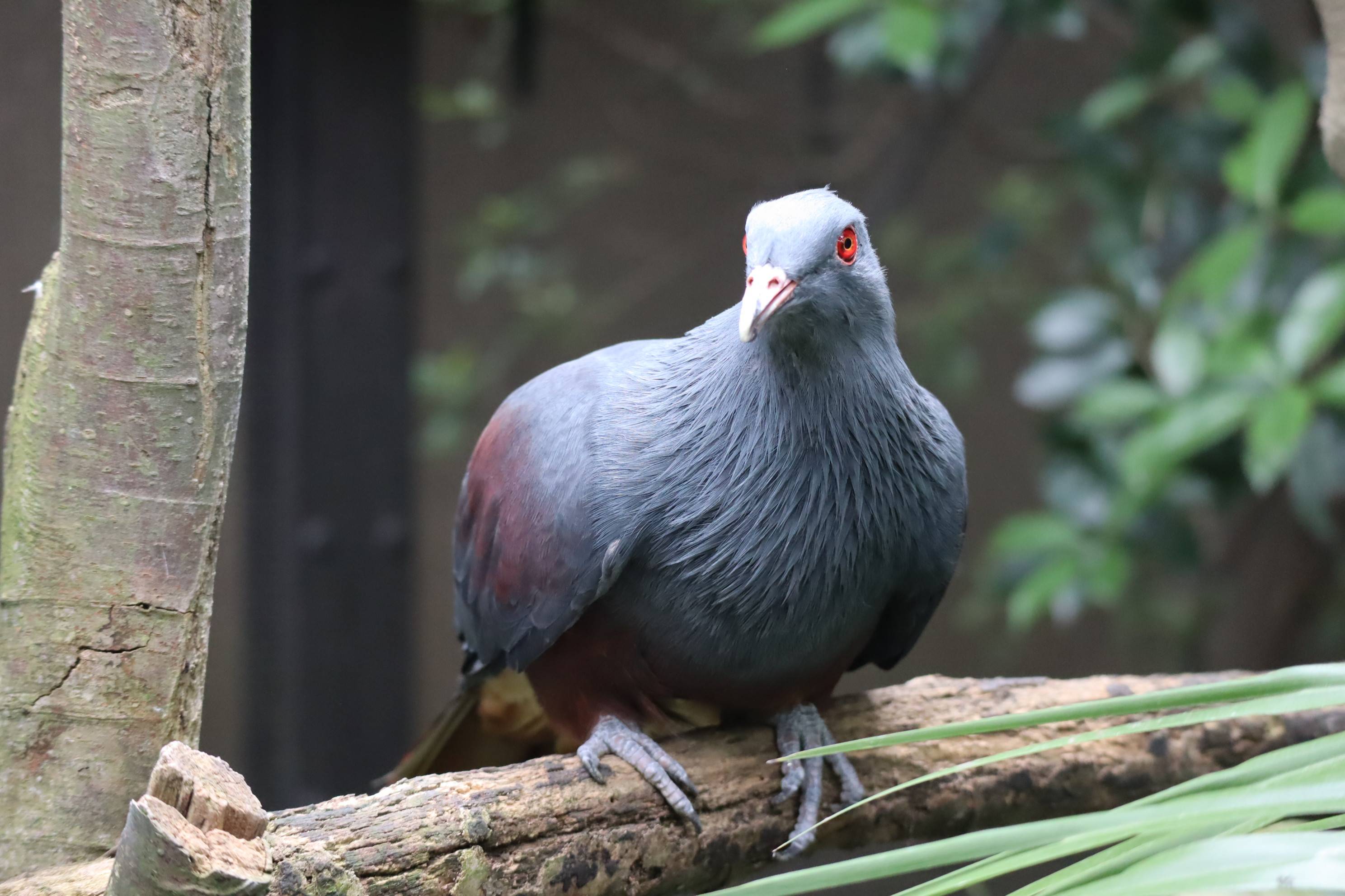 【飼育日誌】20201031：激変 (5).jpg