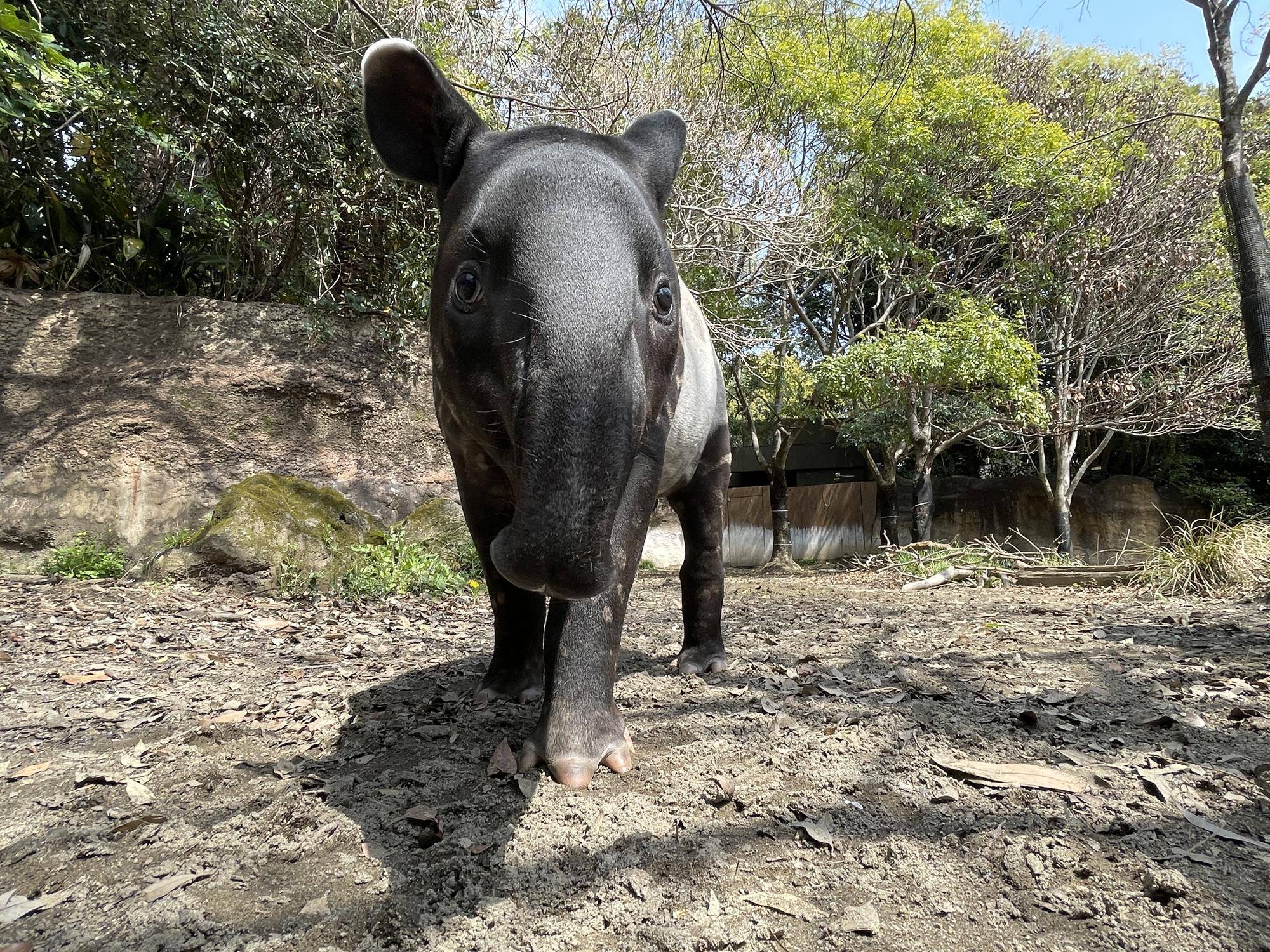 うり坊成長日記 祝 100日記念 編 飼育日誌 よこはま動物園ズーラシア公式サイト 公益財団法人 横浜市緑の協会